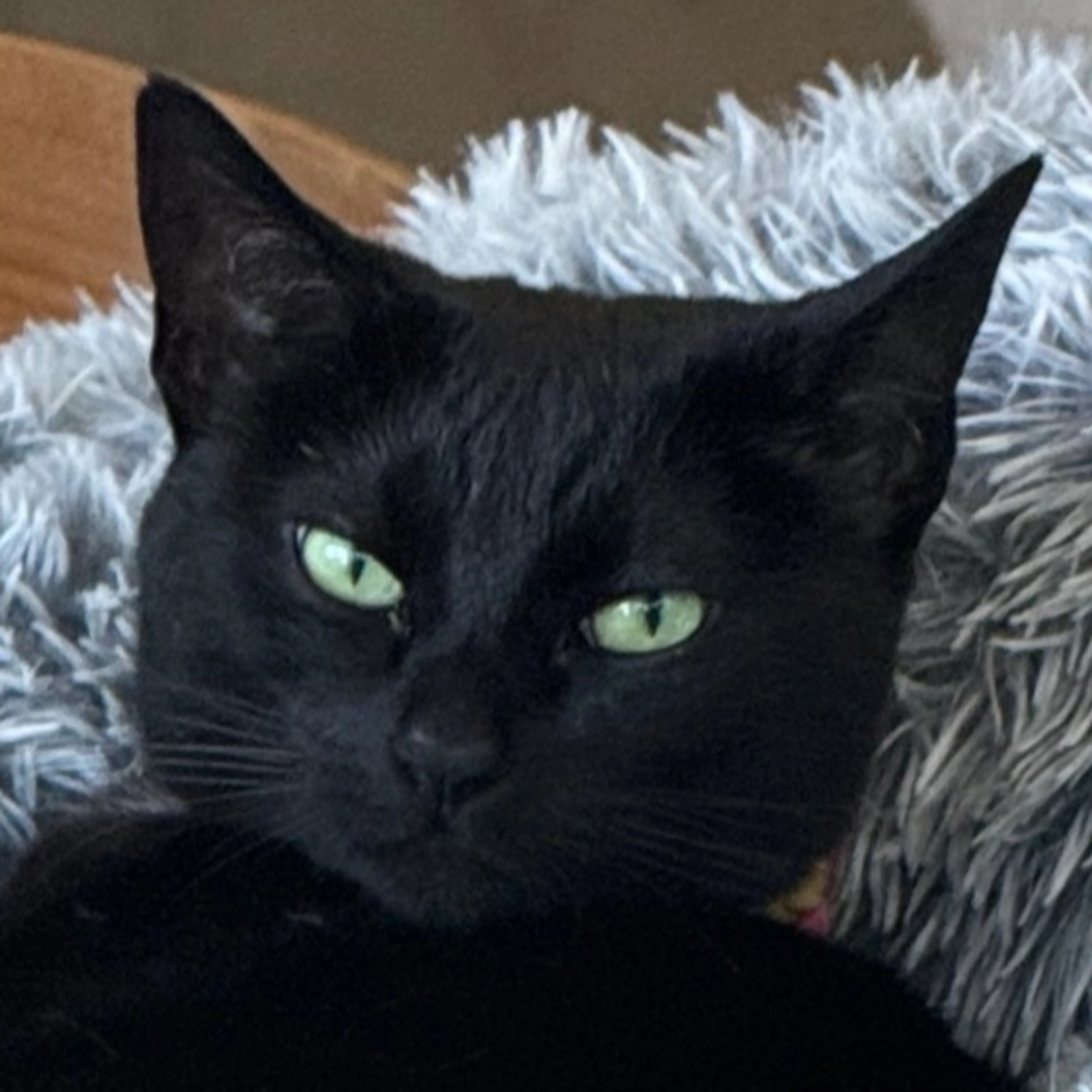 Lost pet-2