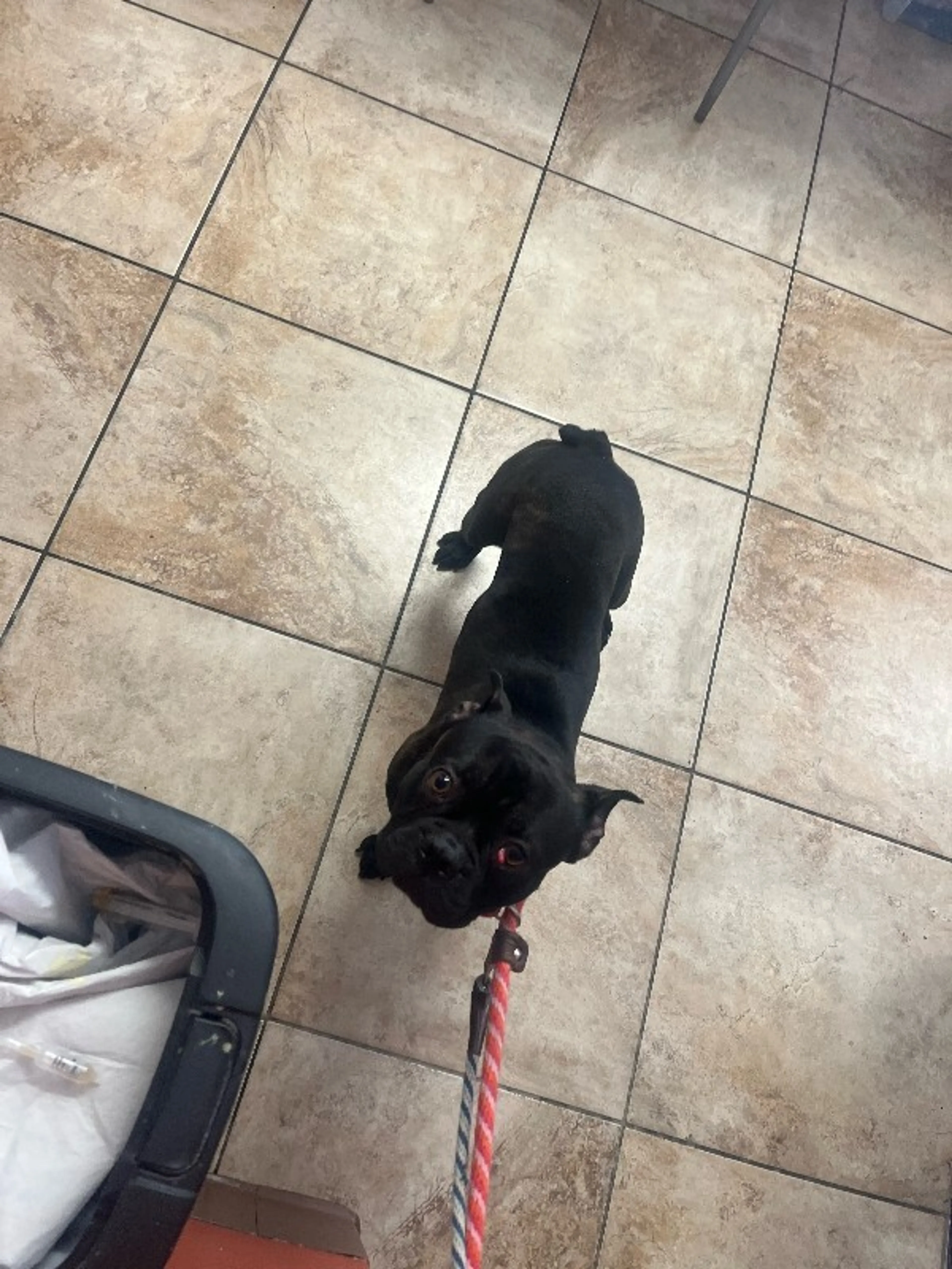 Found pet-0
