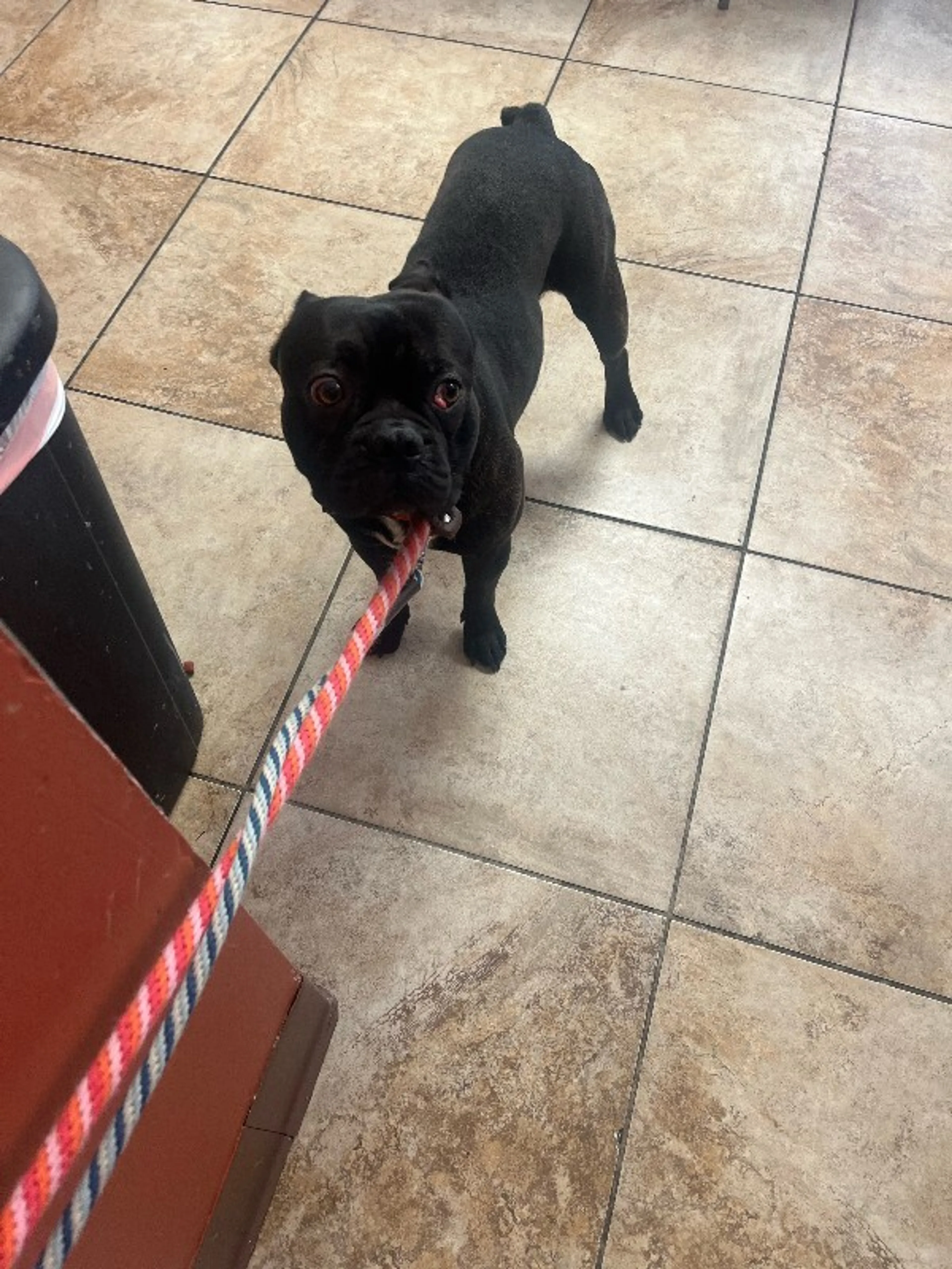 Found pet-1