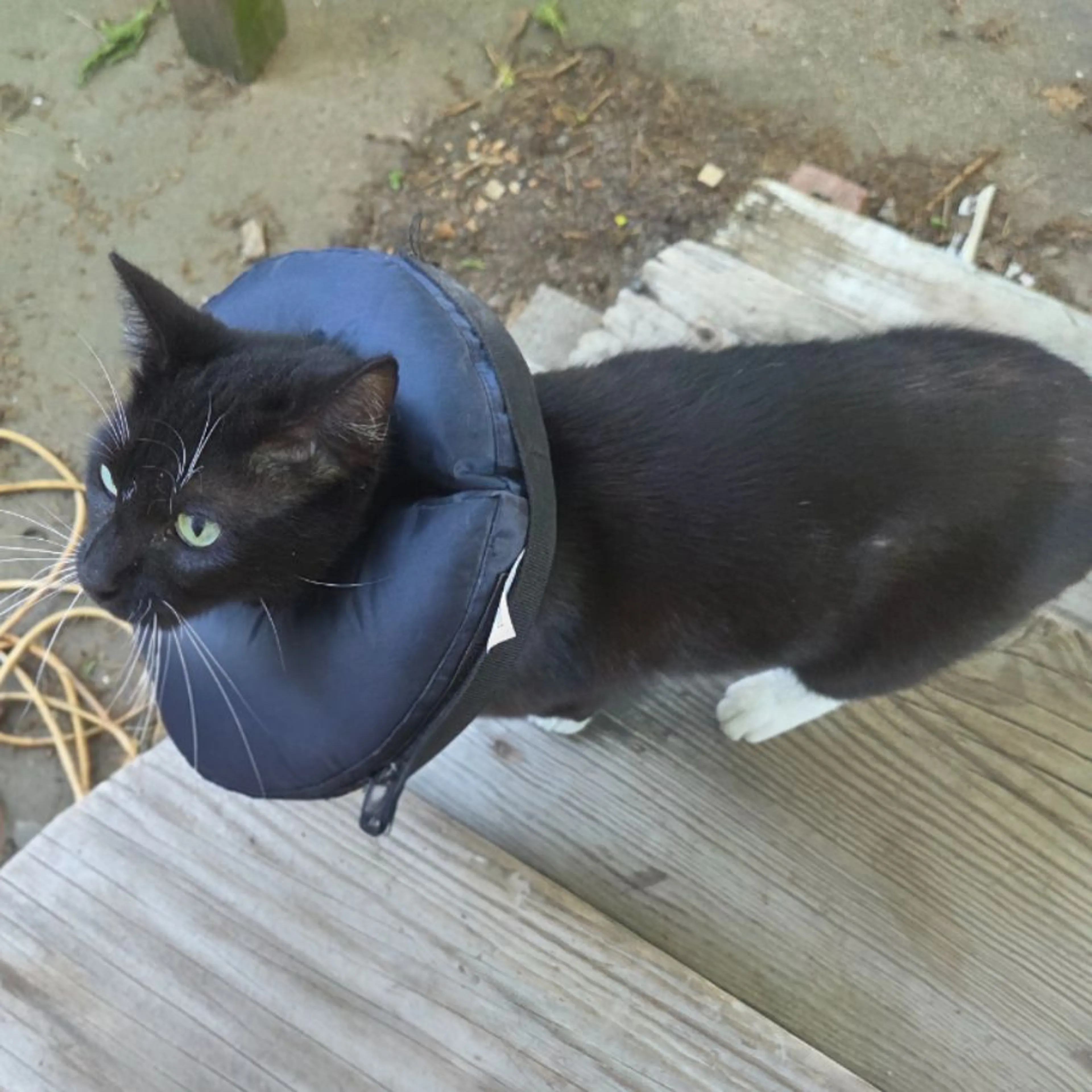 Lost pet