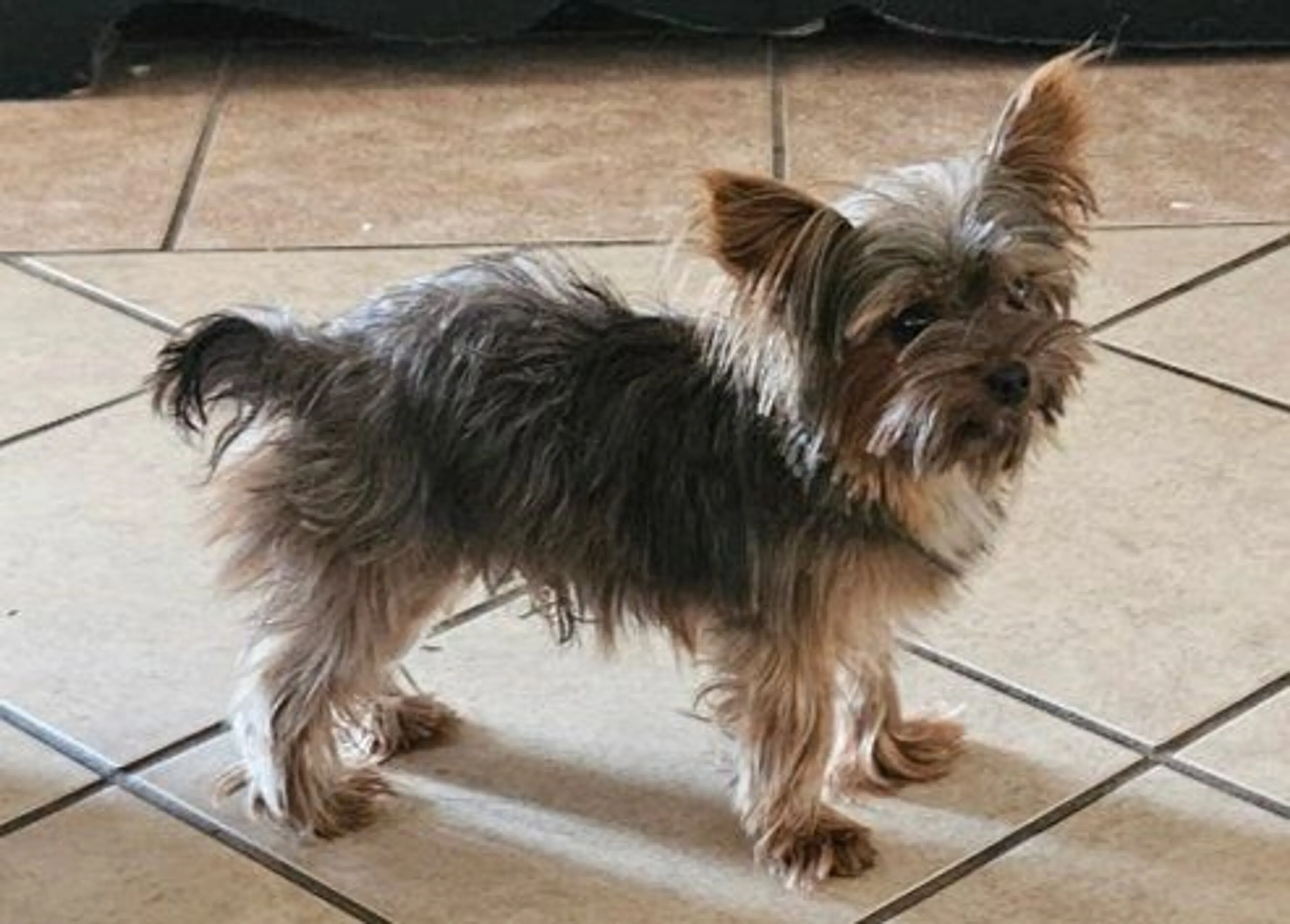 Lost pet