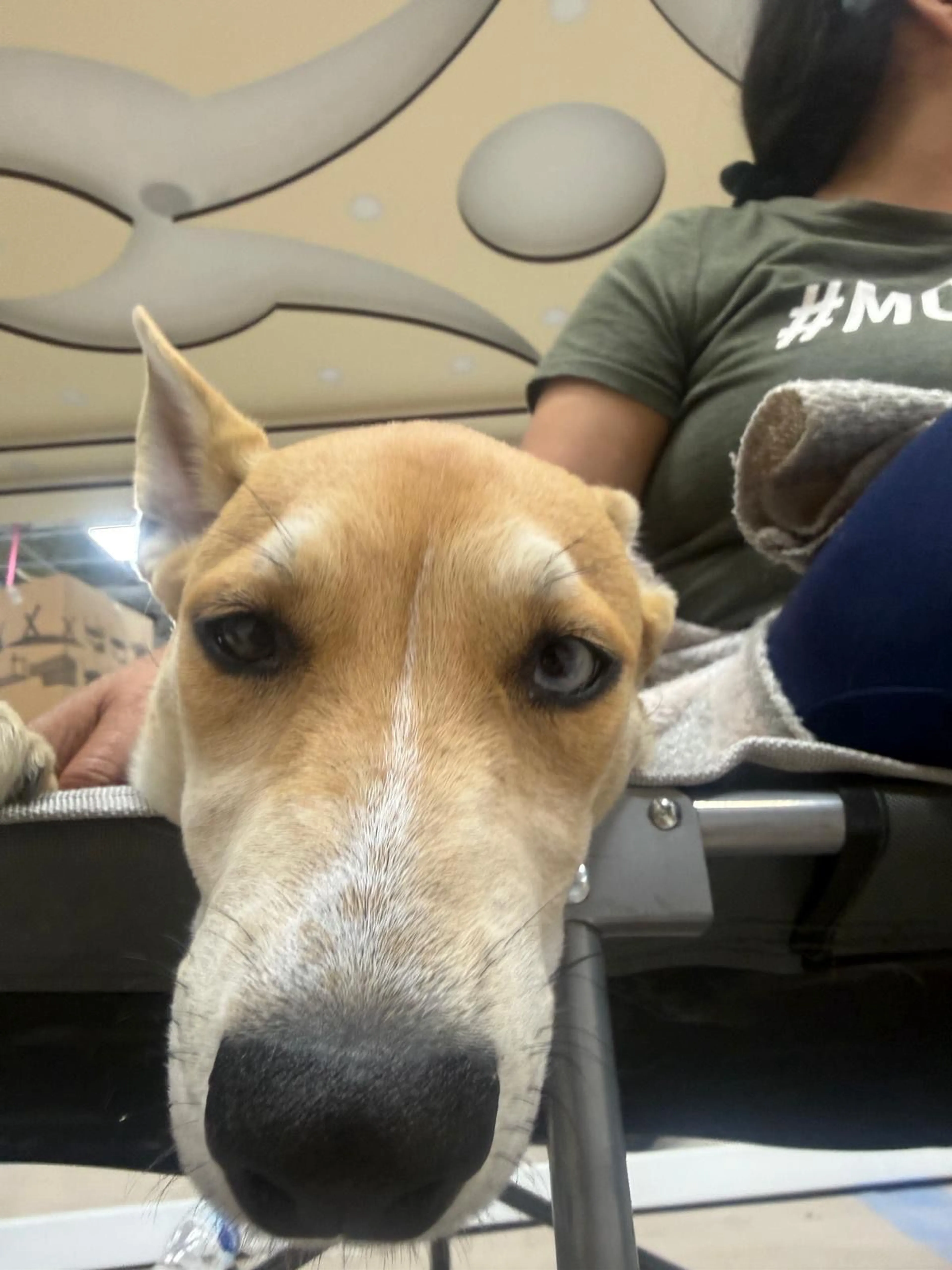 Lost pet