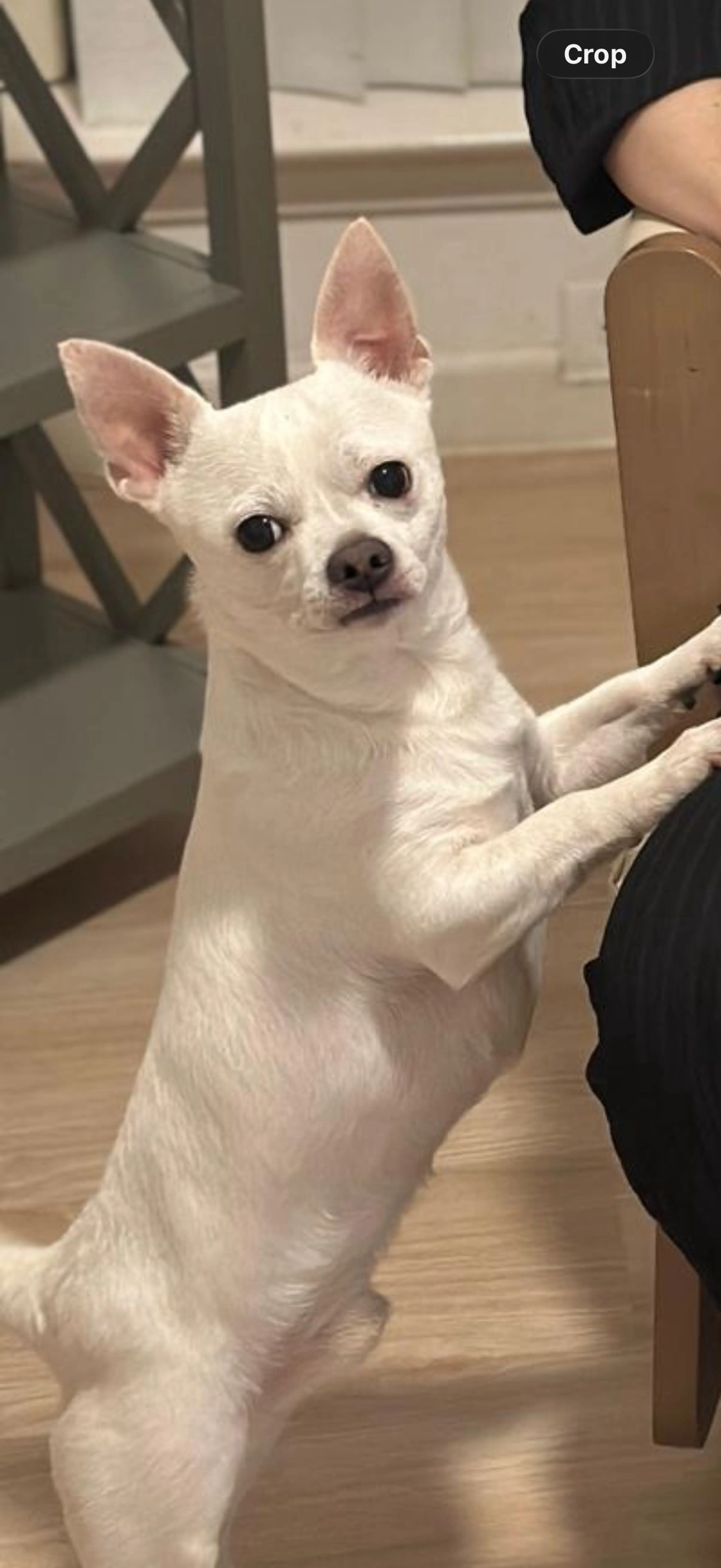 Lost pet
