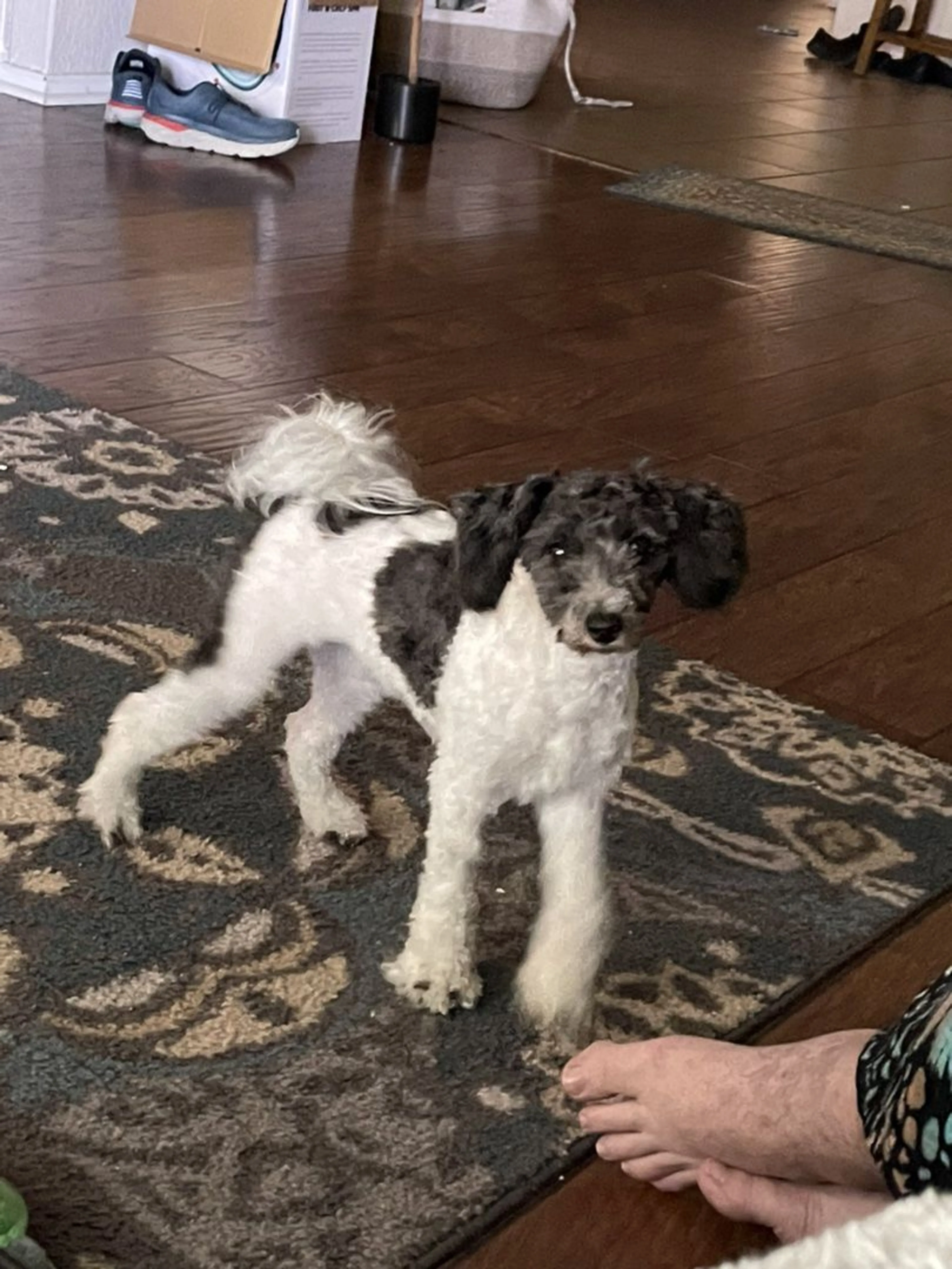 Lost pet-1
