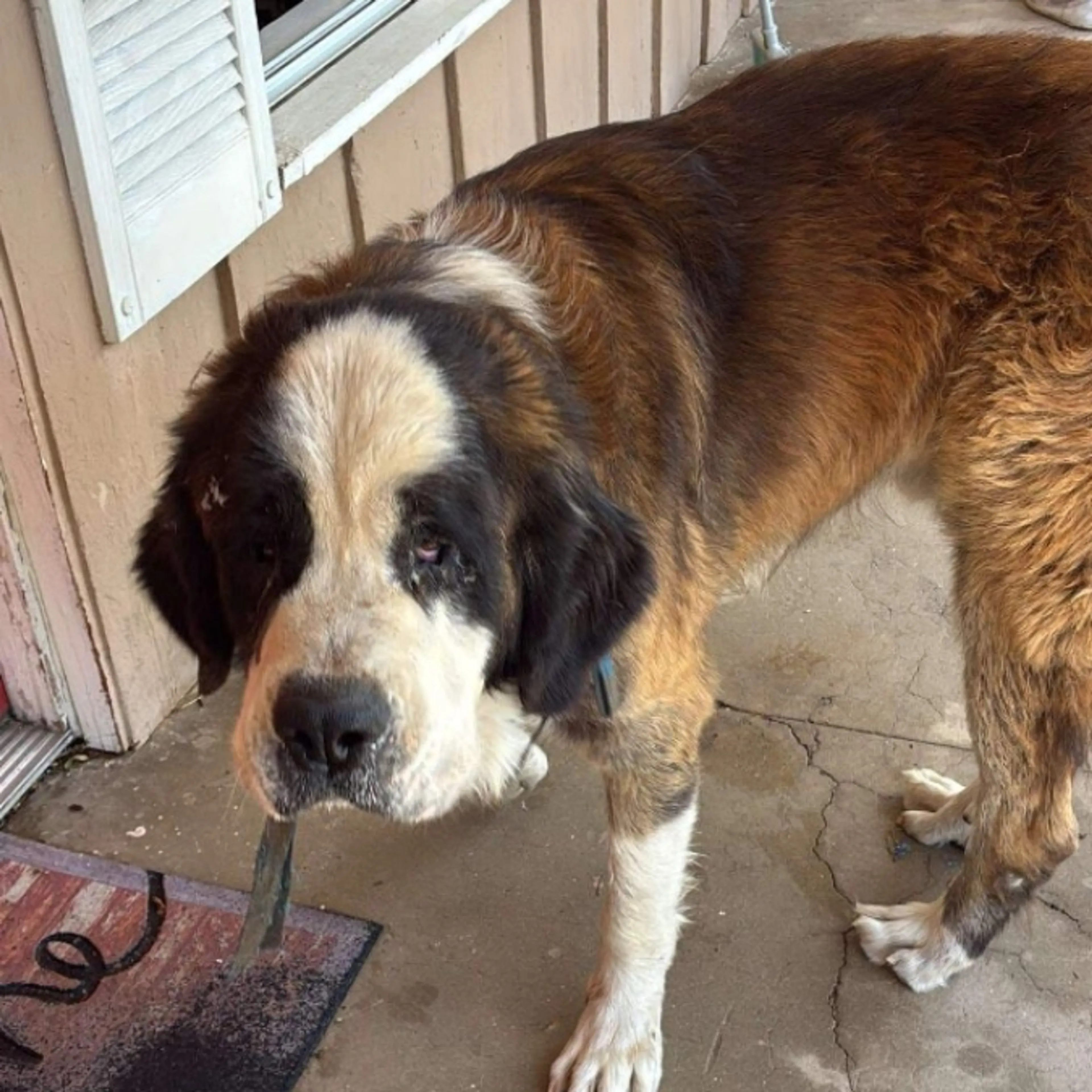 Found pet
