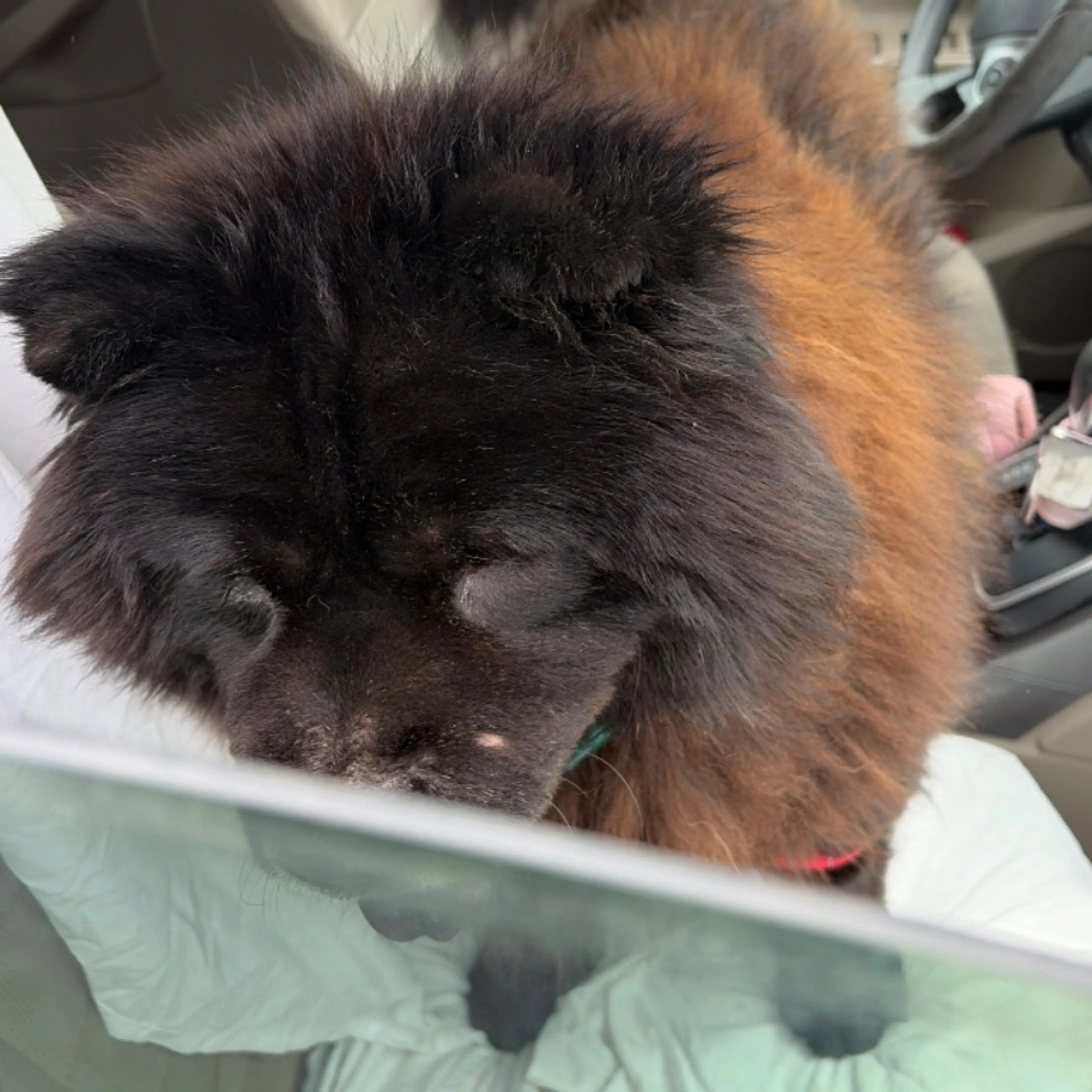 Found pet