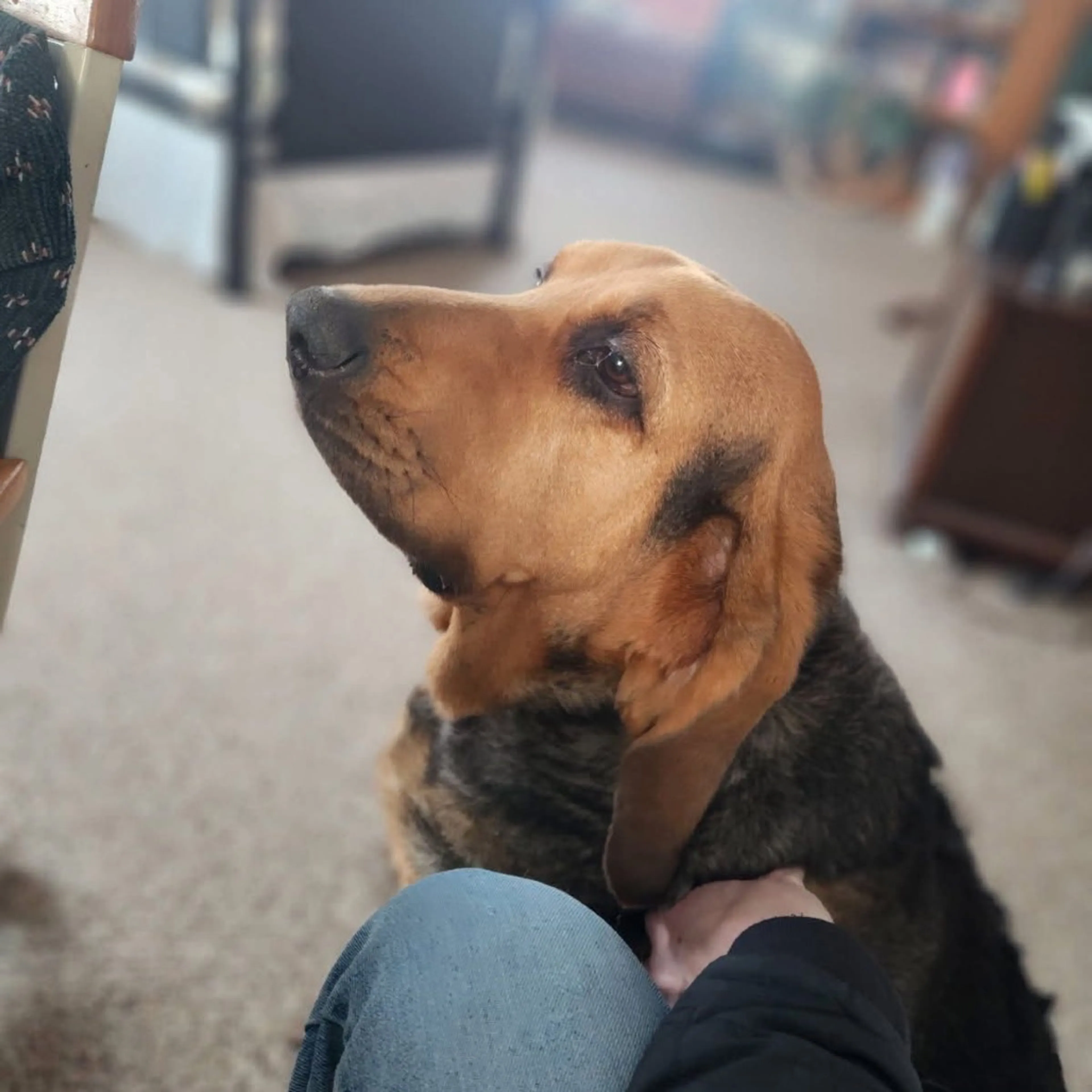 Found pet