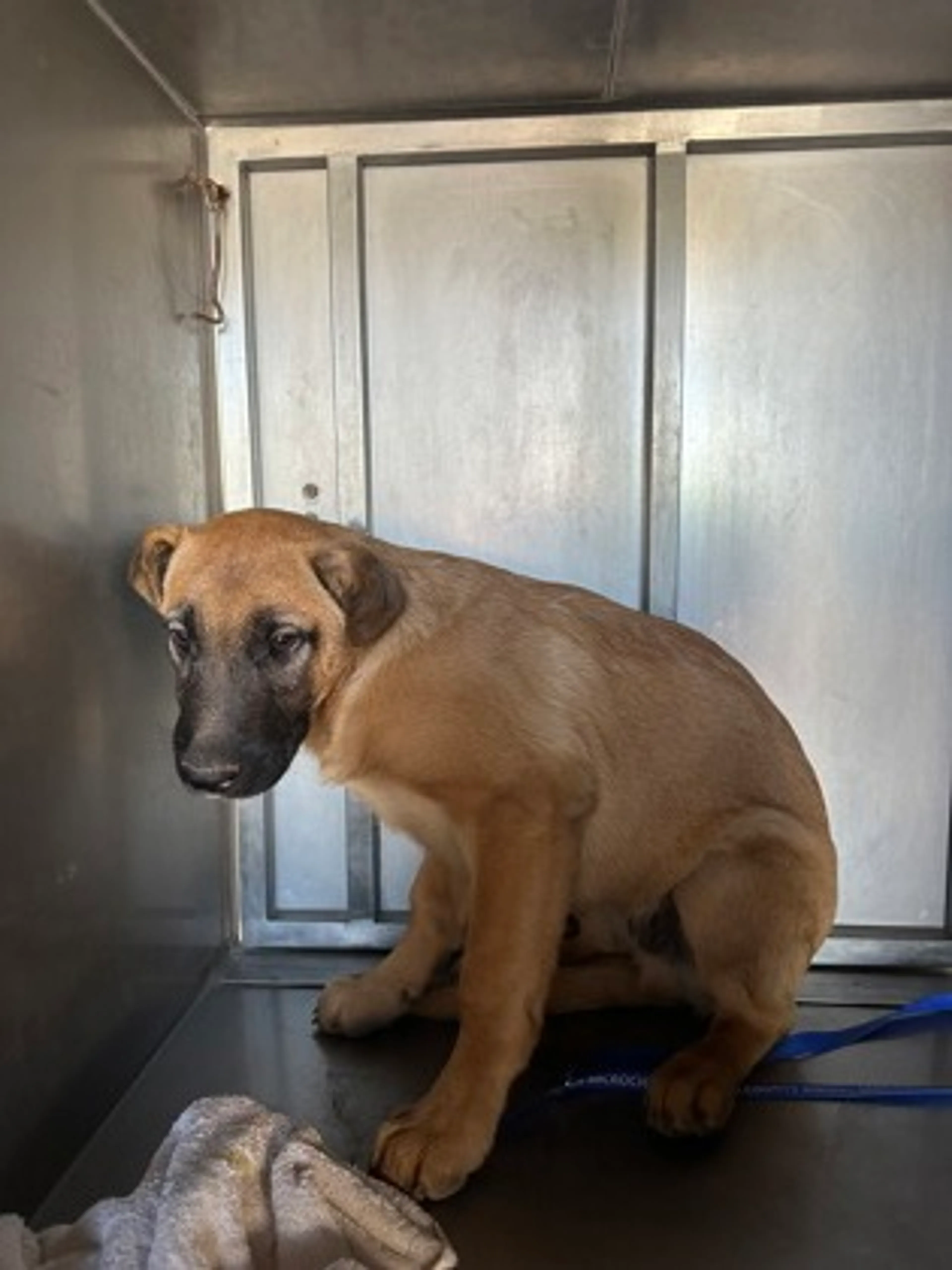 Found pet