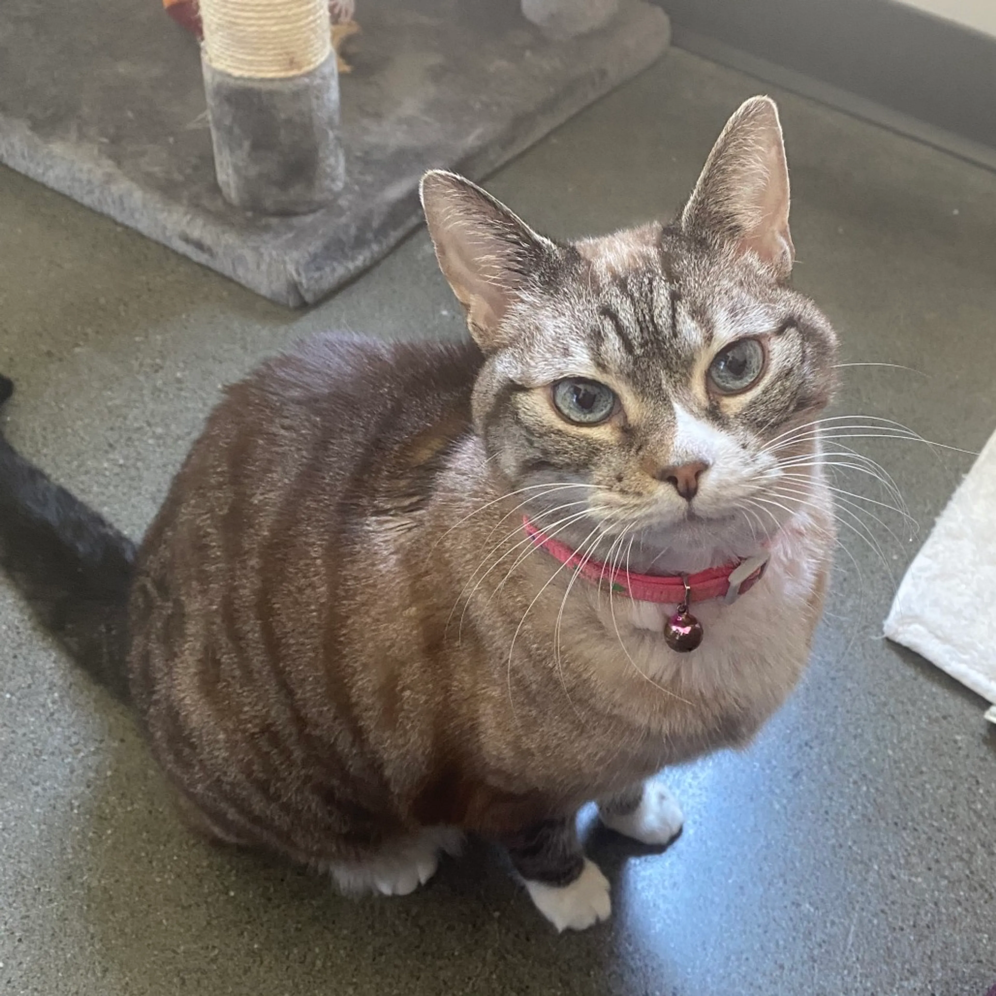 Found pet