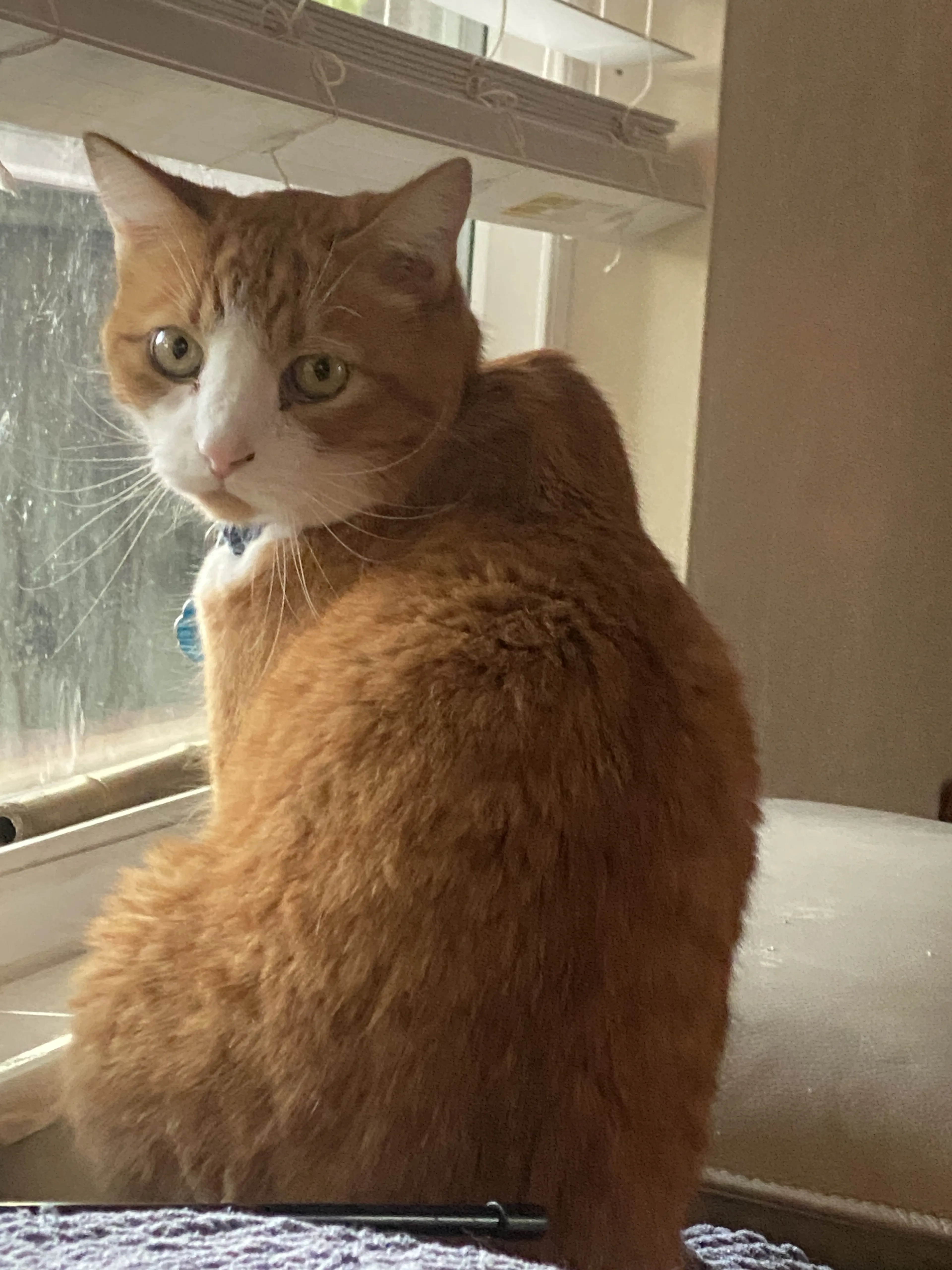 Lost pet-1