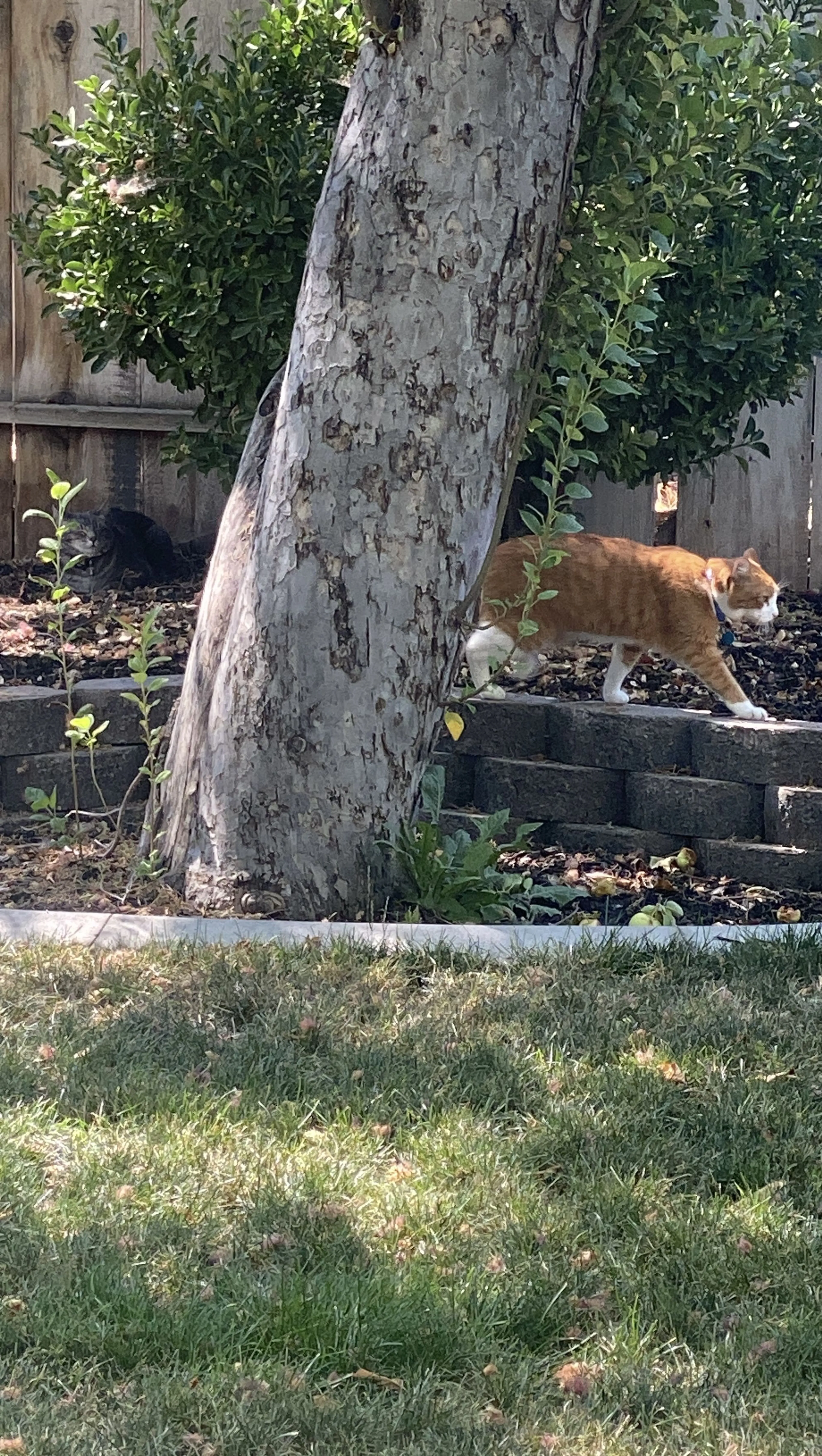Lost pet-0