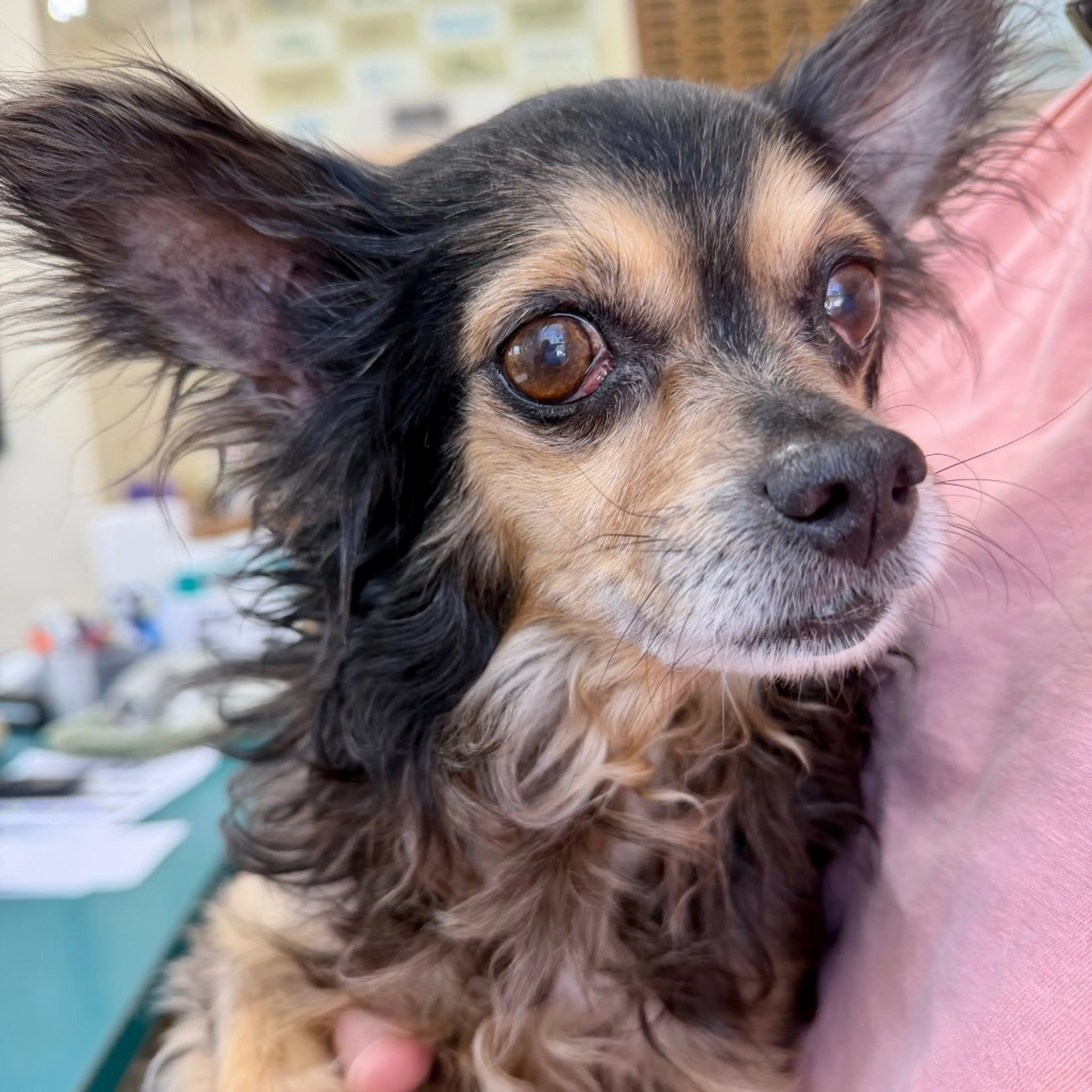 Found pet-1