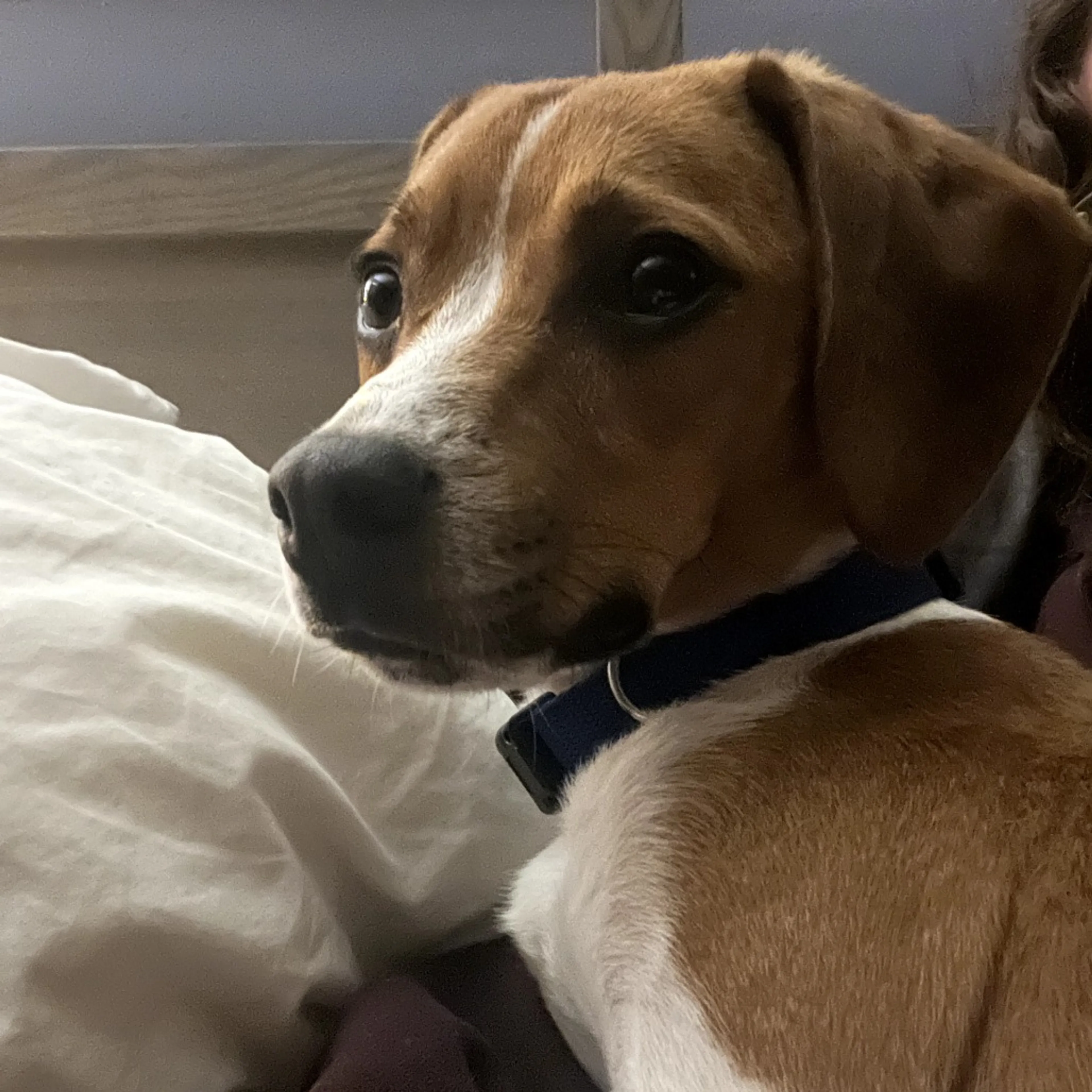 Found pet-5