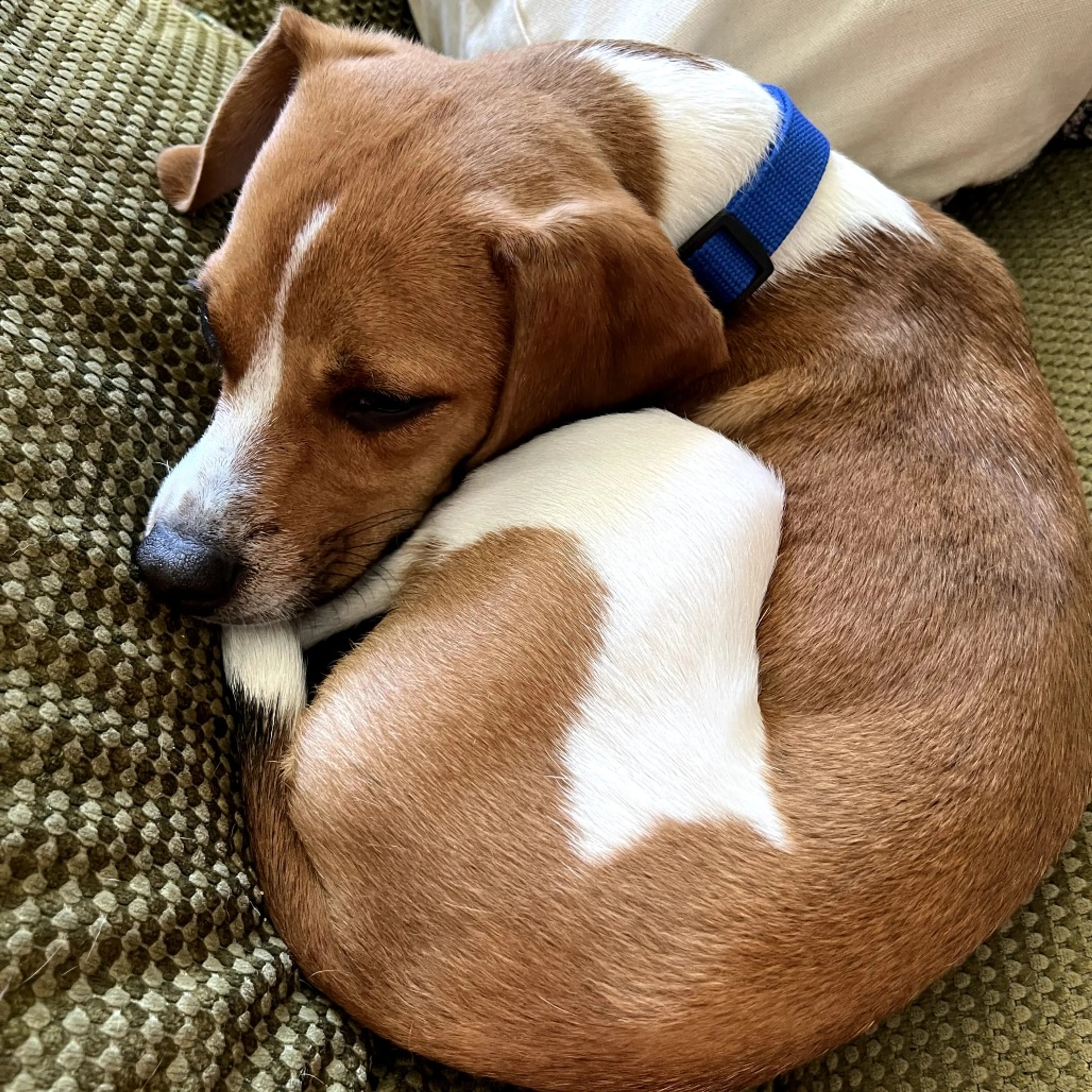 Found pet-8