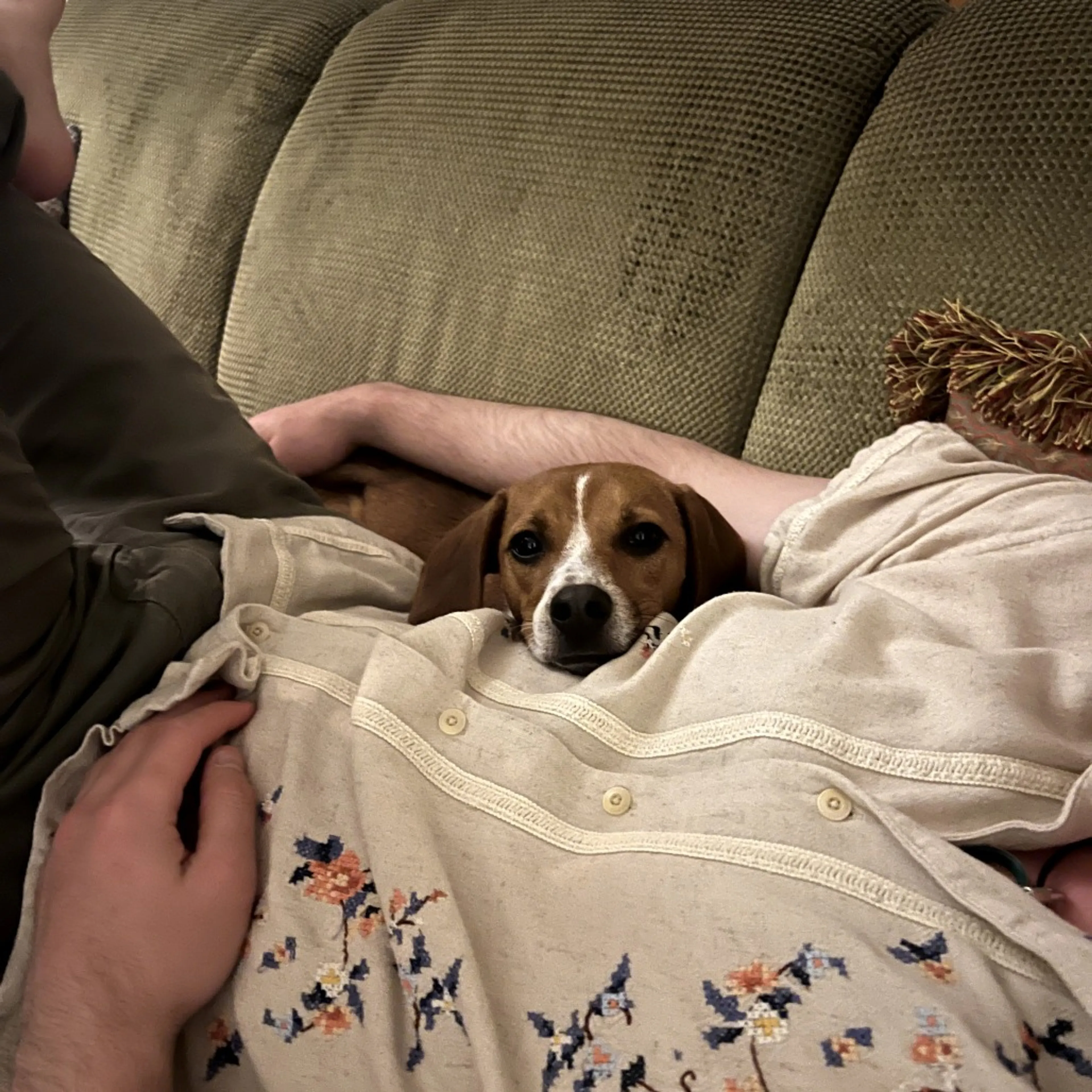Found pet-2