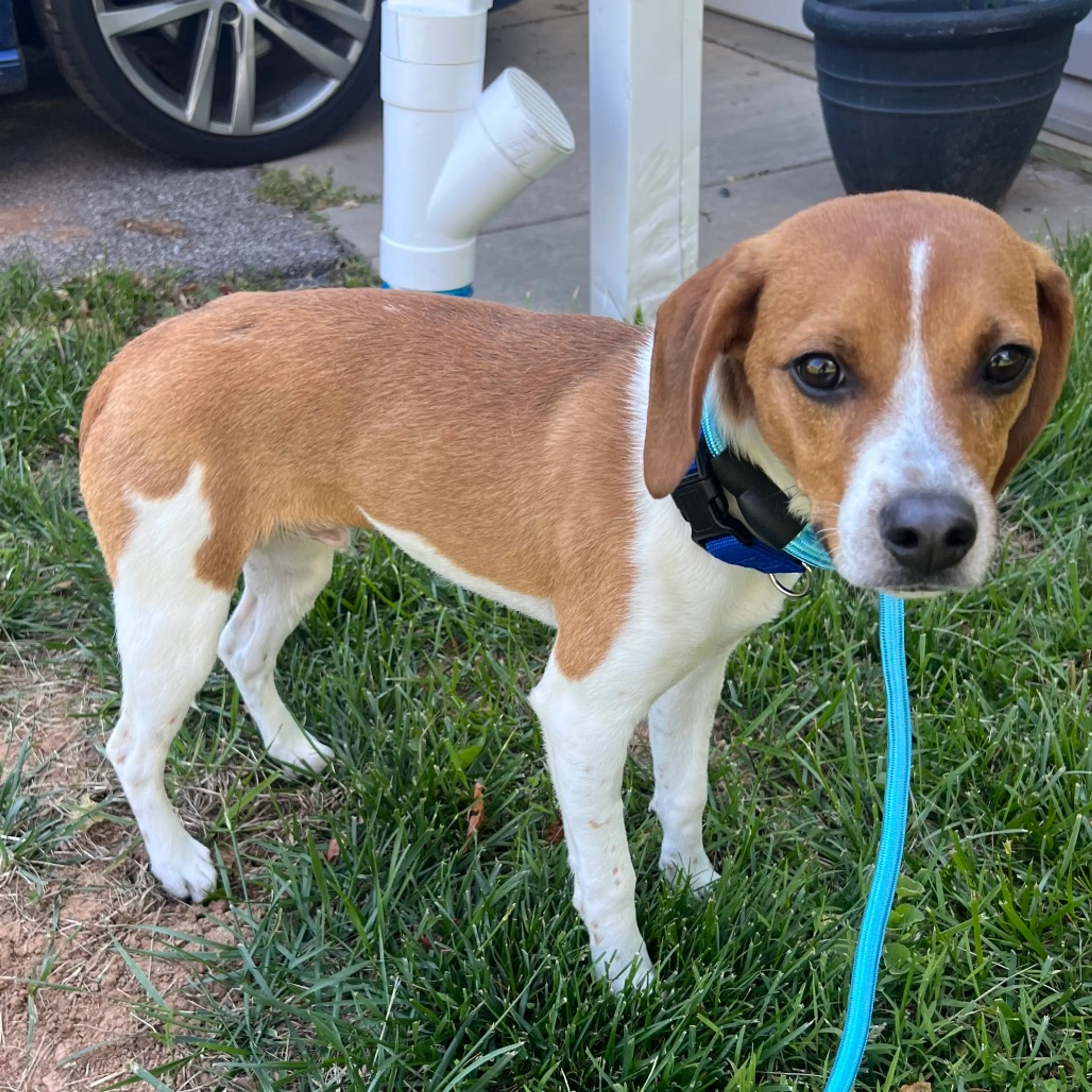Found pet-1