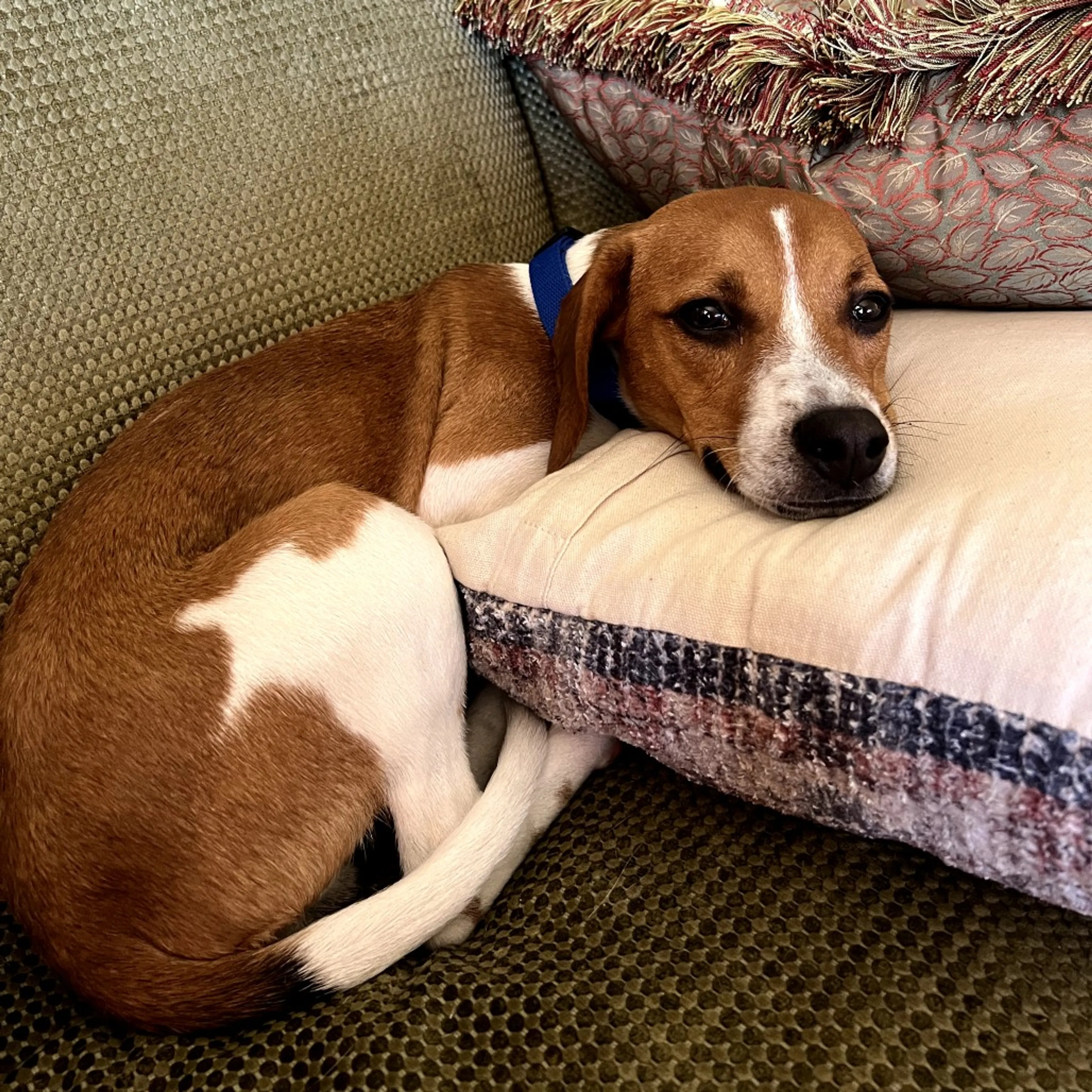 Found pet-6