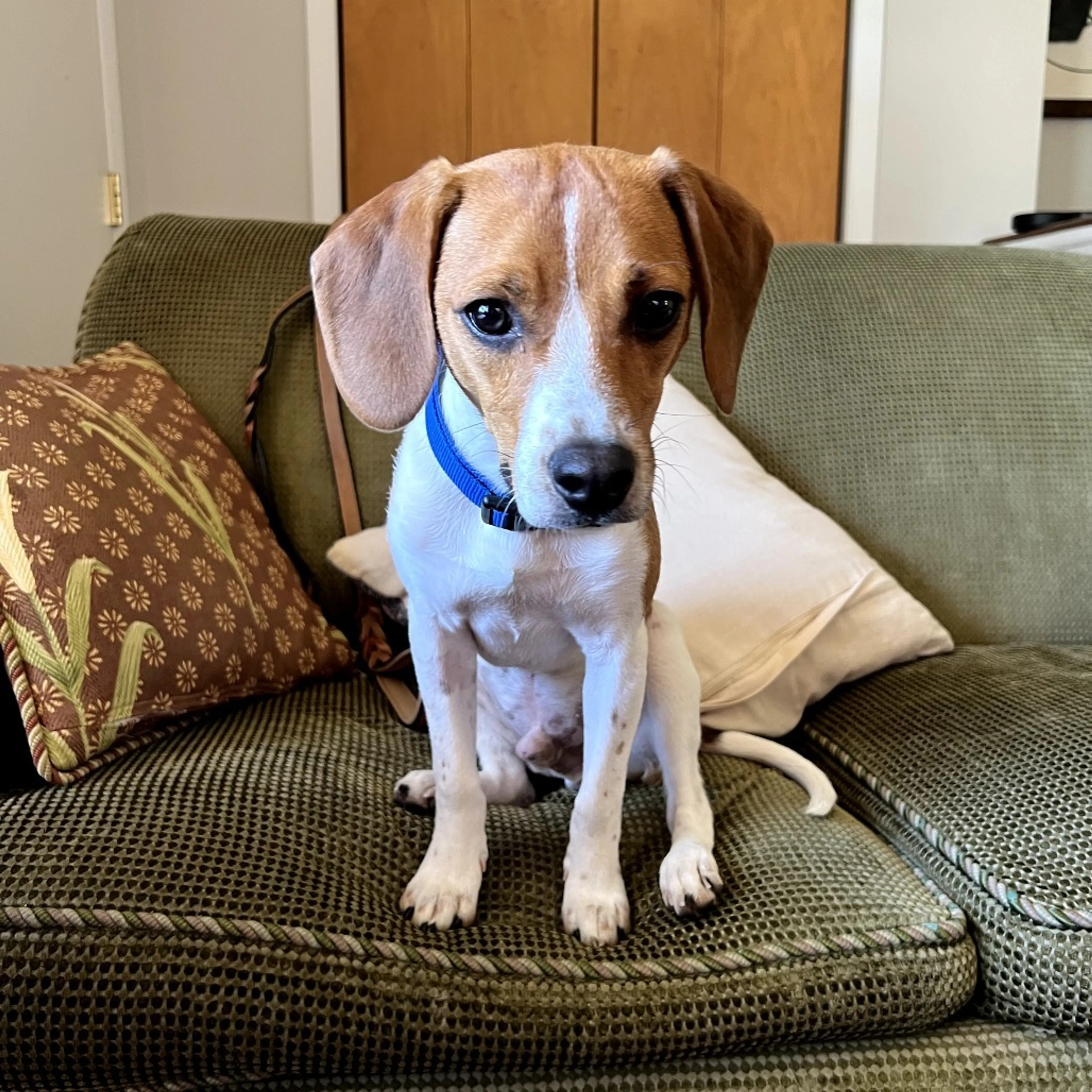 Found pet-7