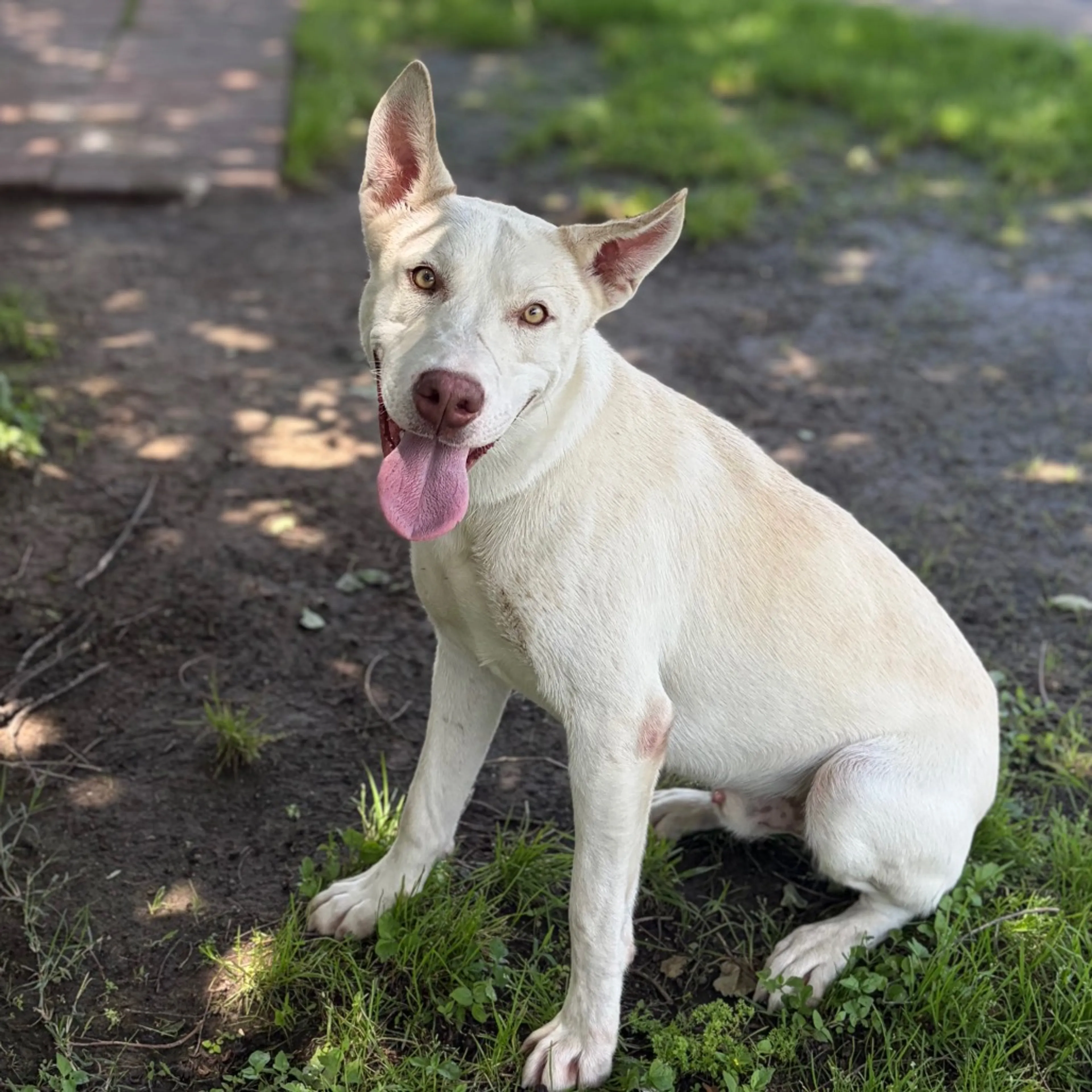 Found pet-4