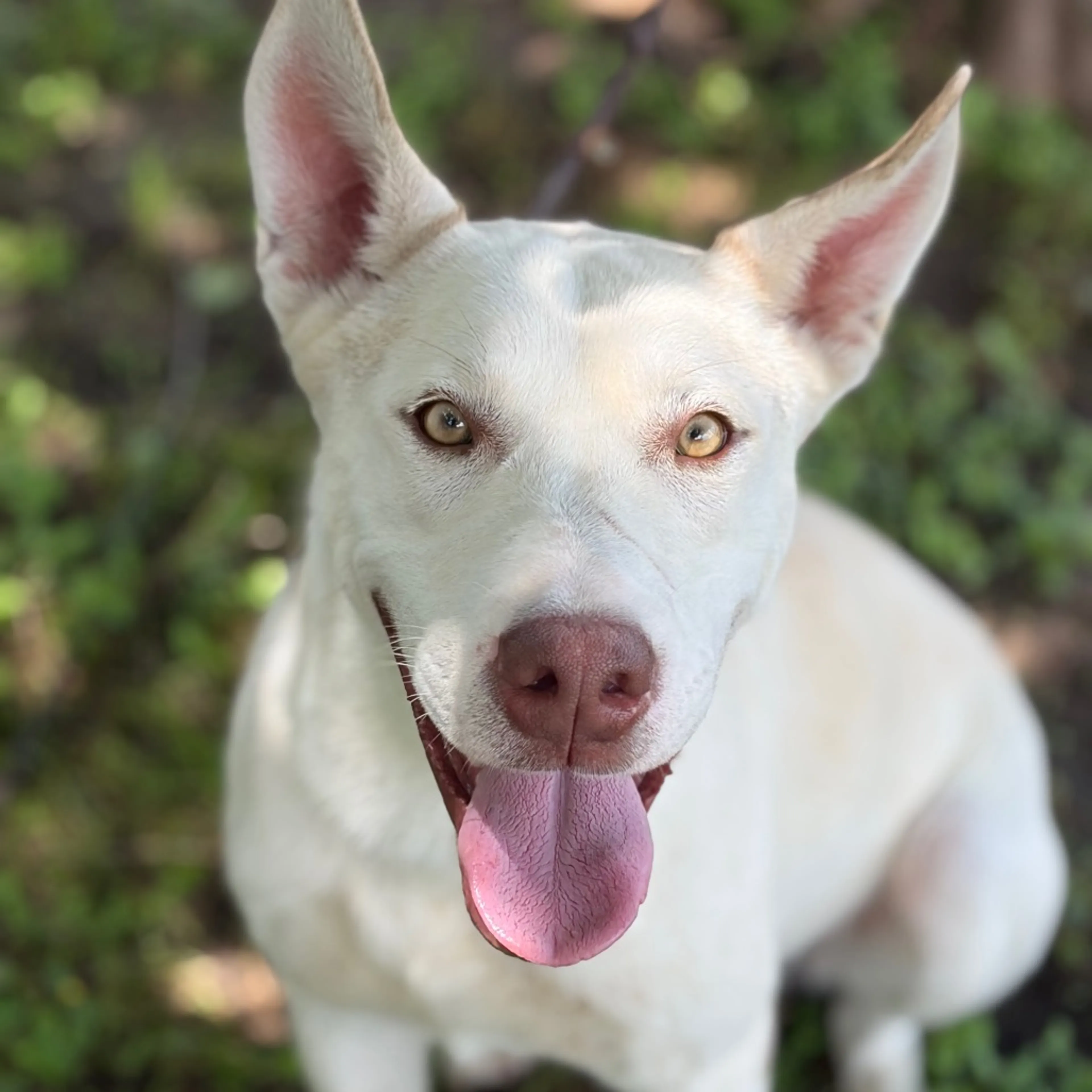 Found pet-2