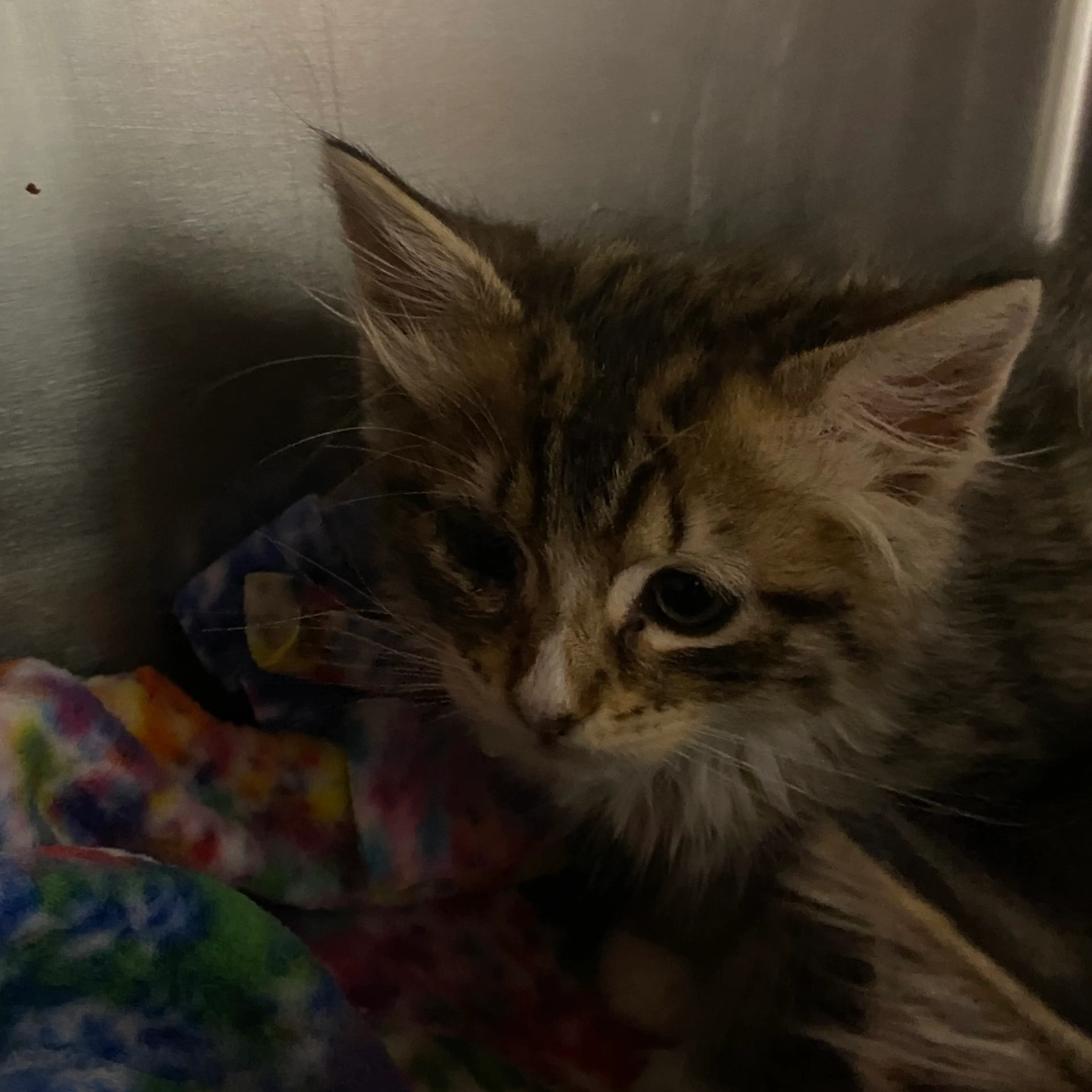 Found pet