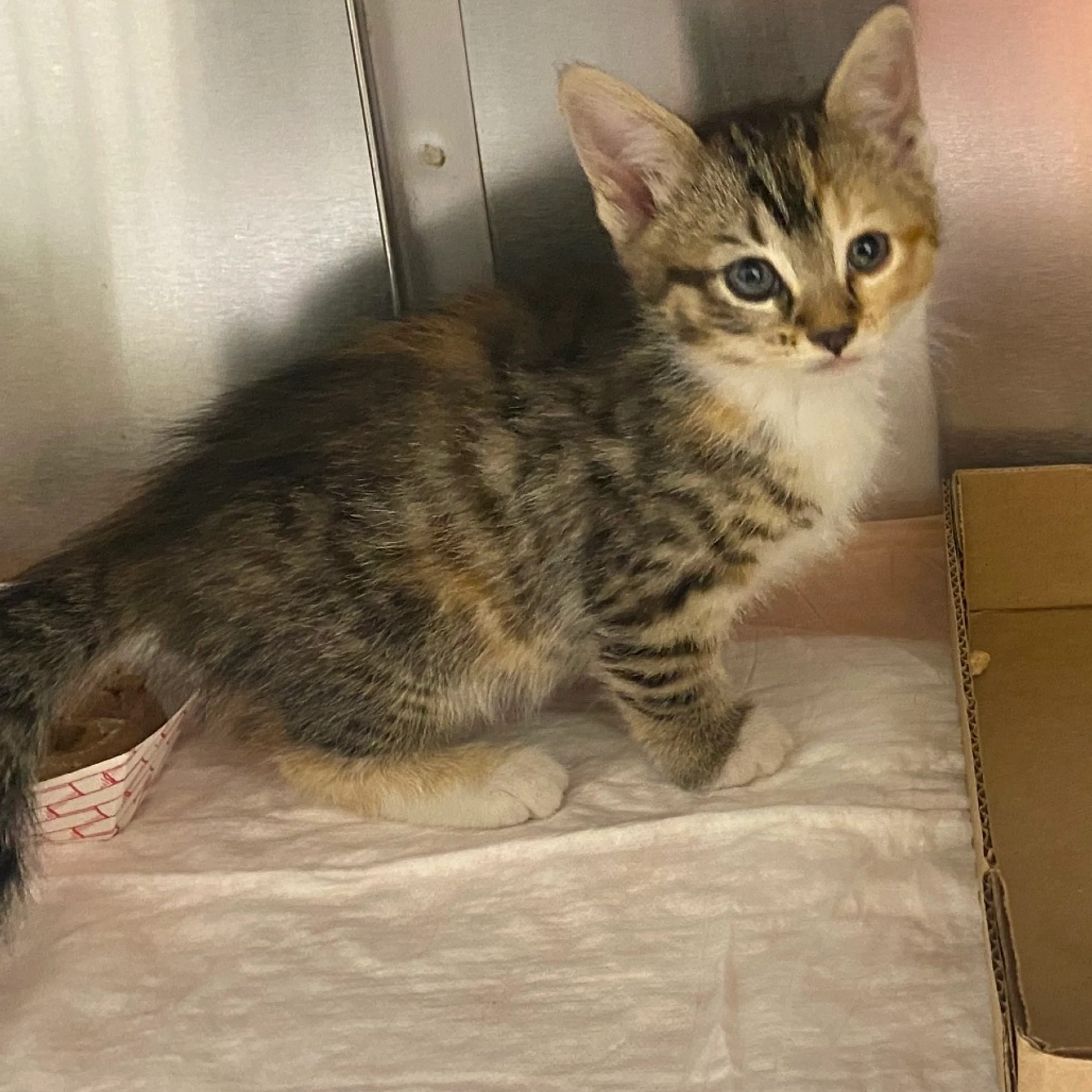 Found pet