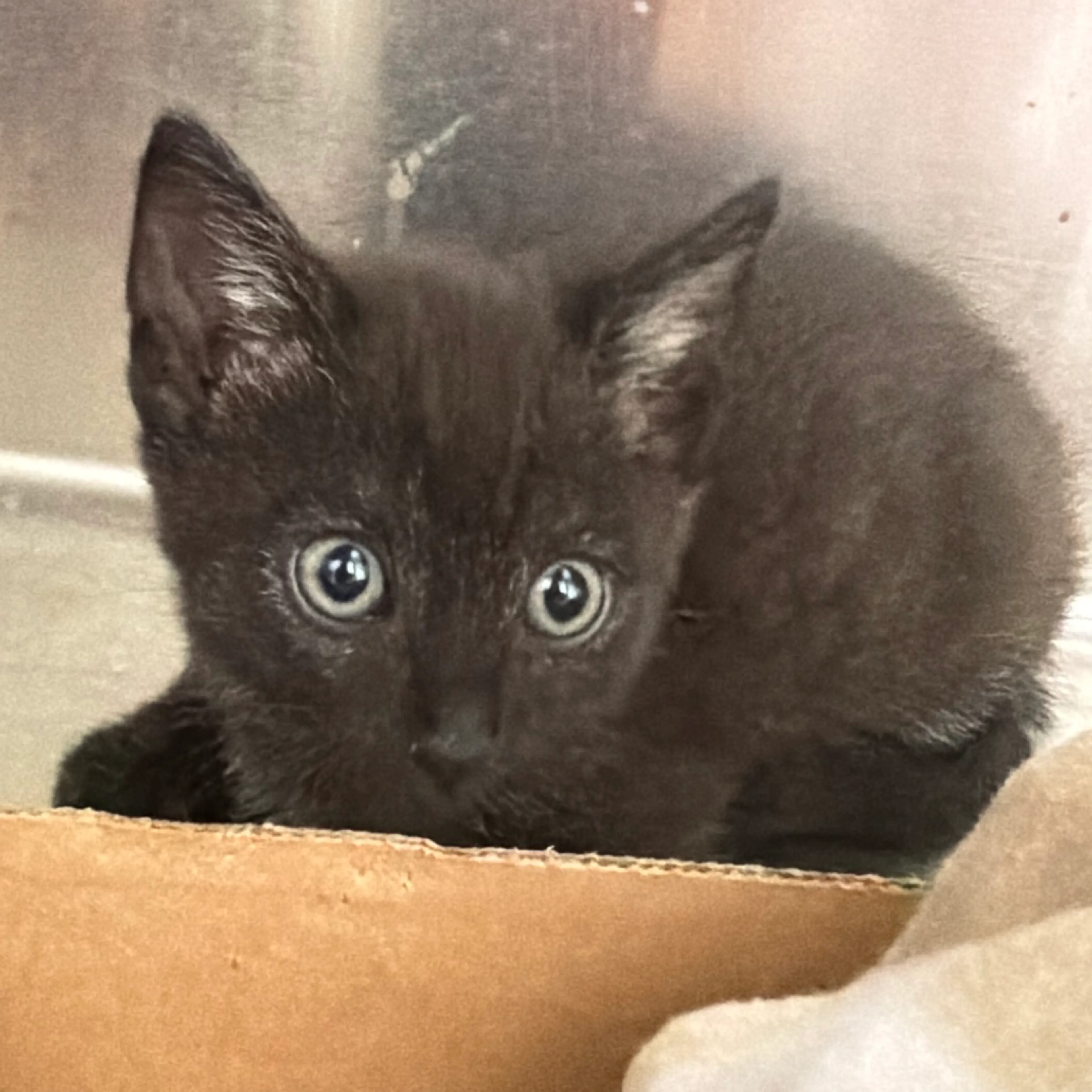 Found pet
