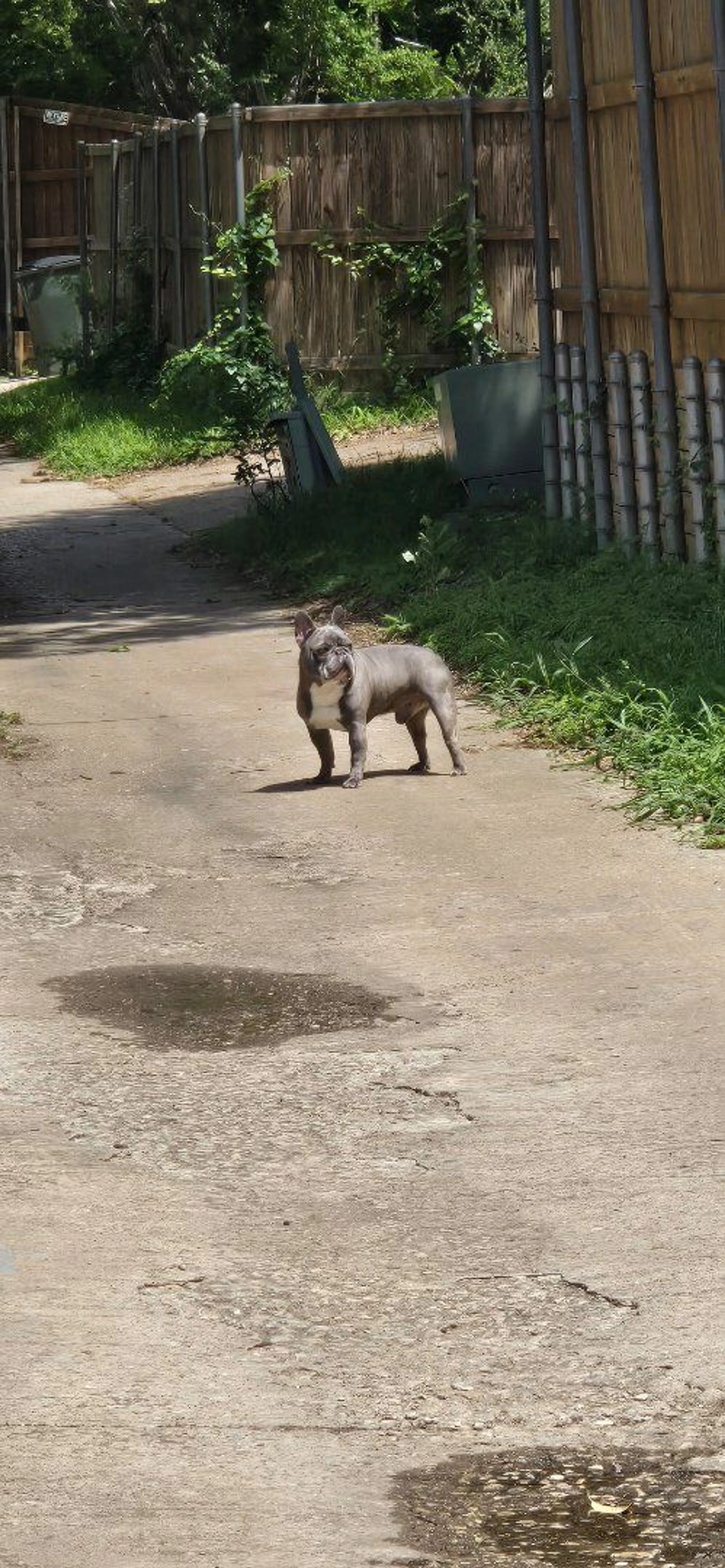 Lost pet
