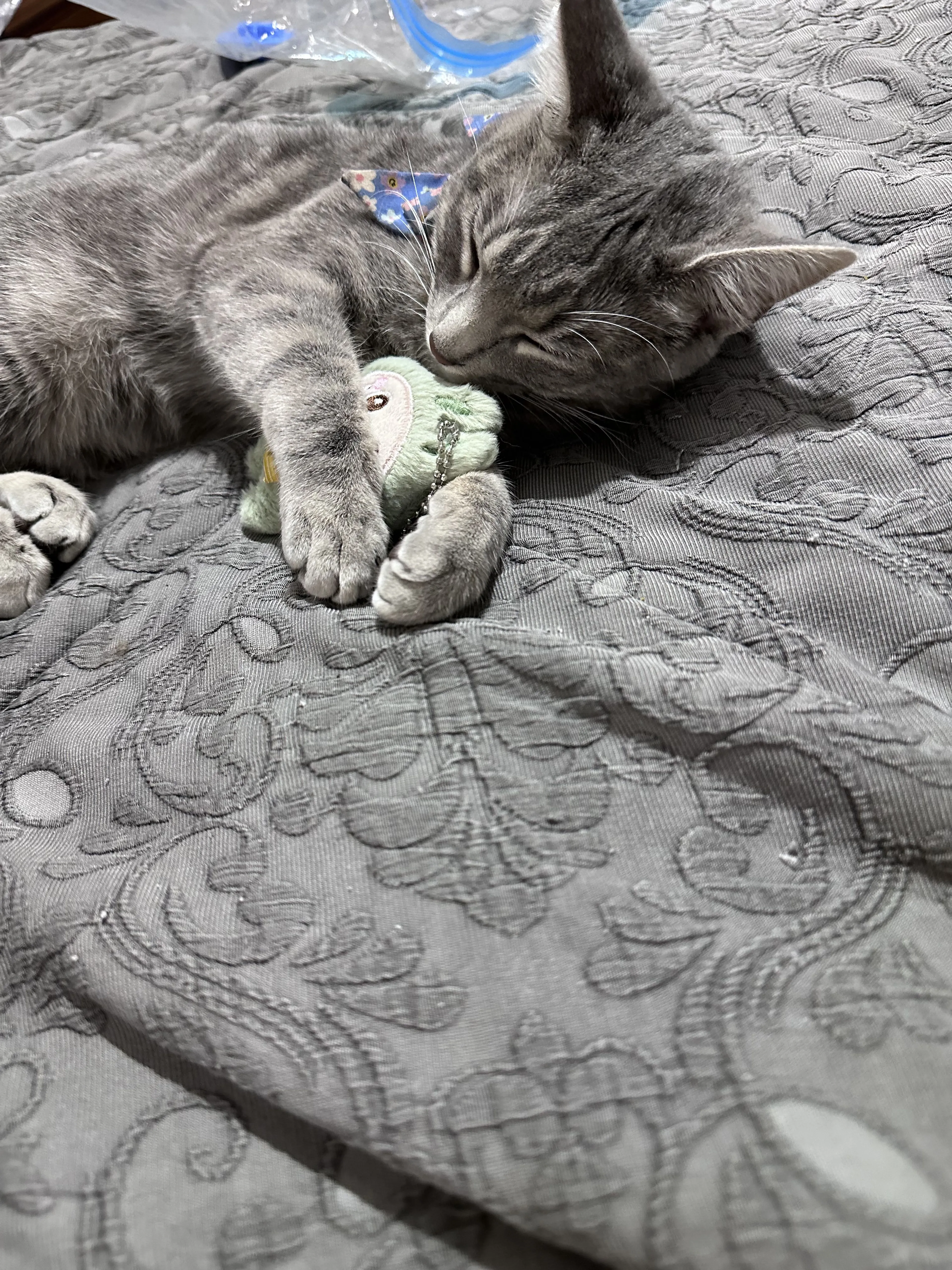 Lost pet-2