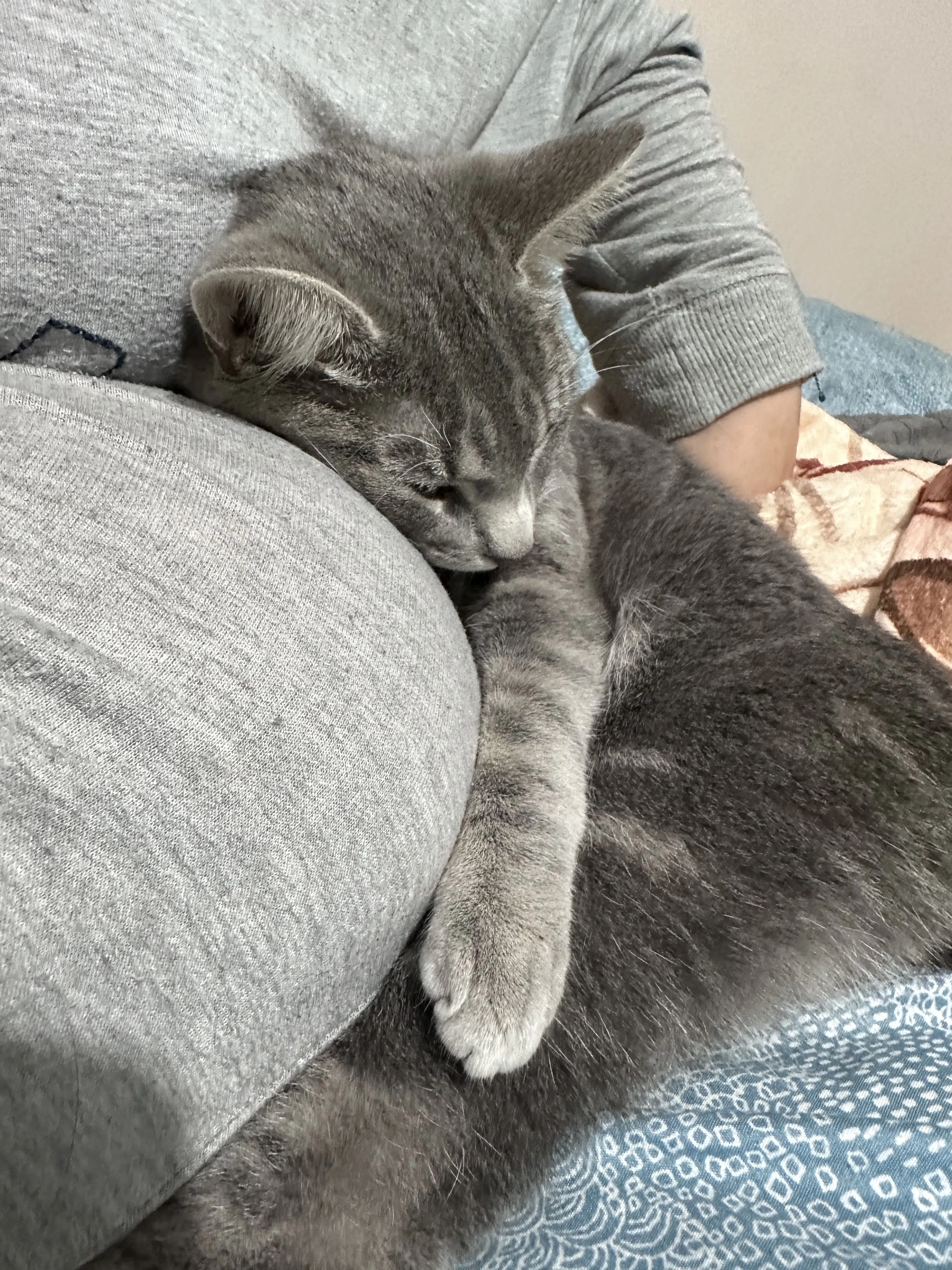 Lost pet-1