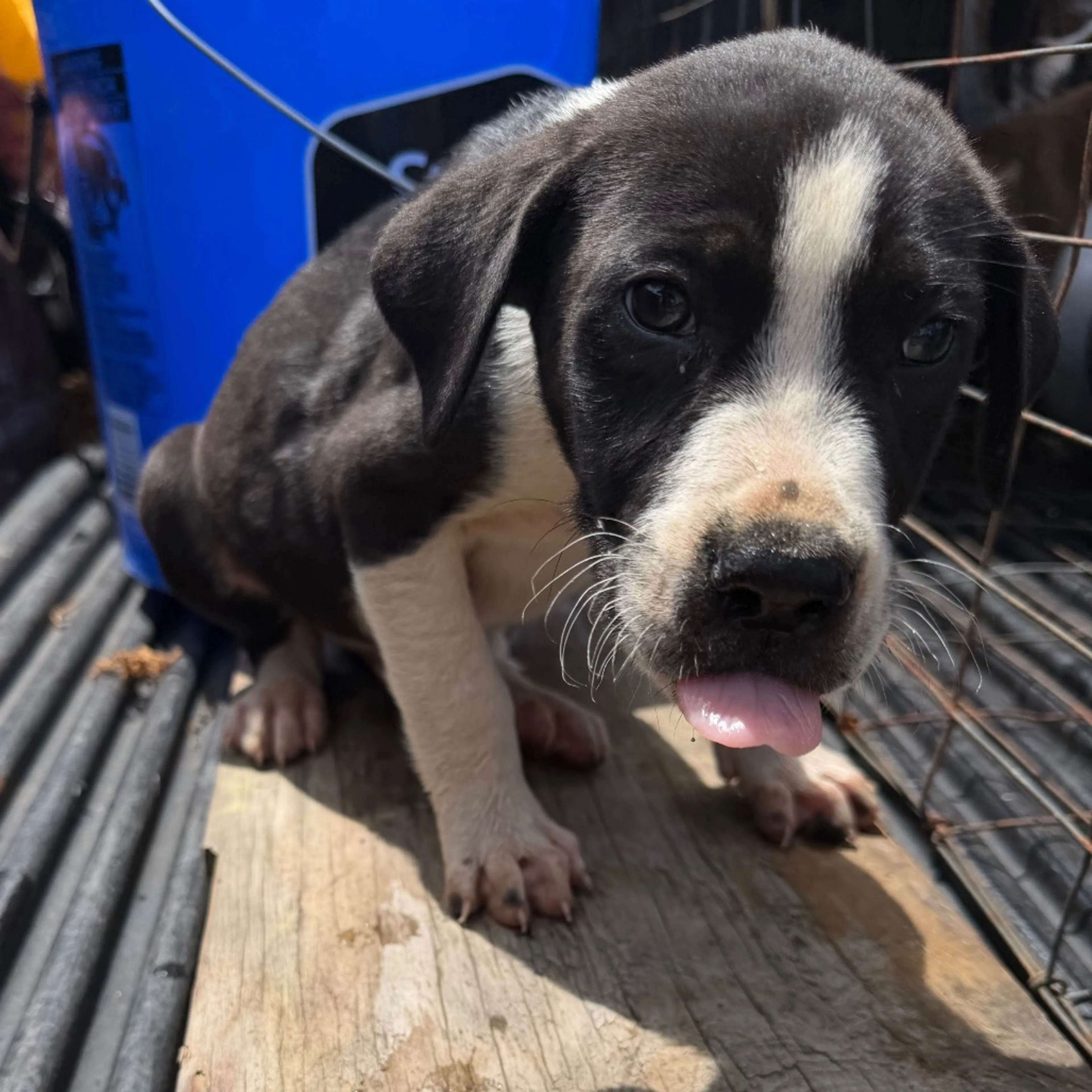Found pet-1