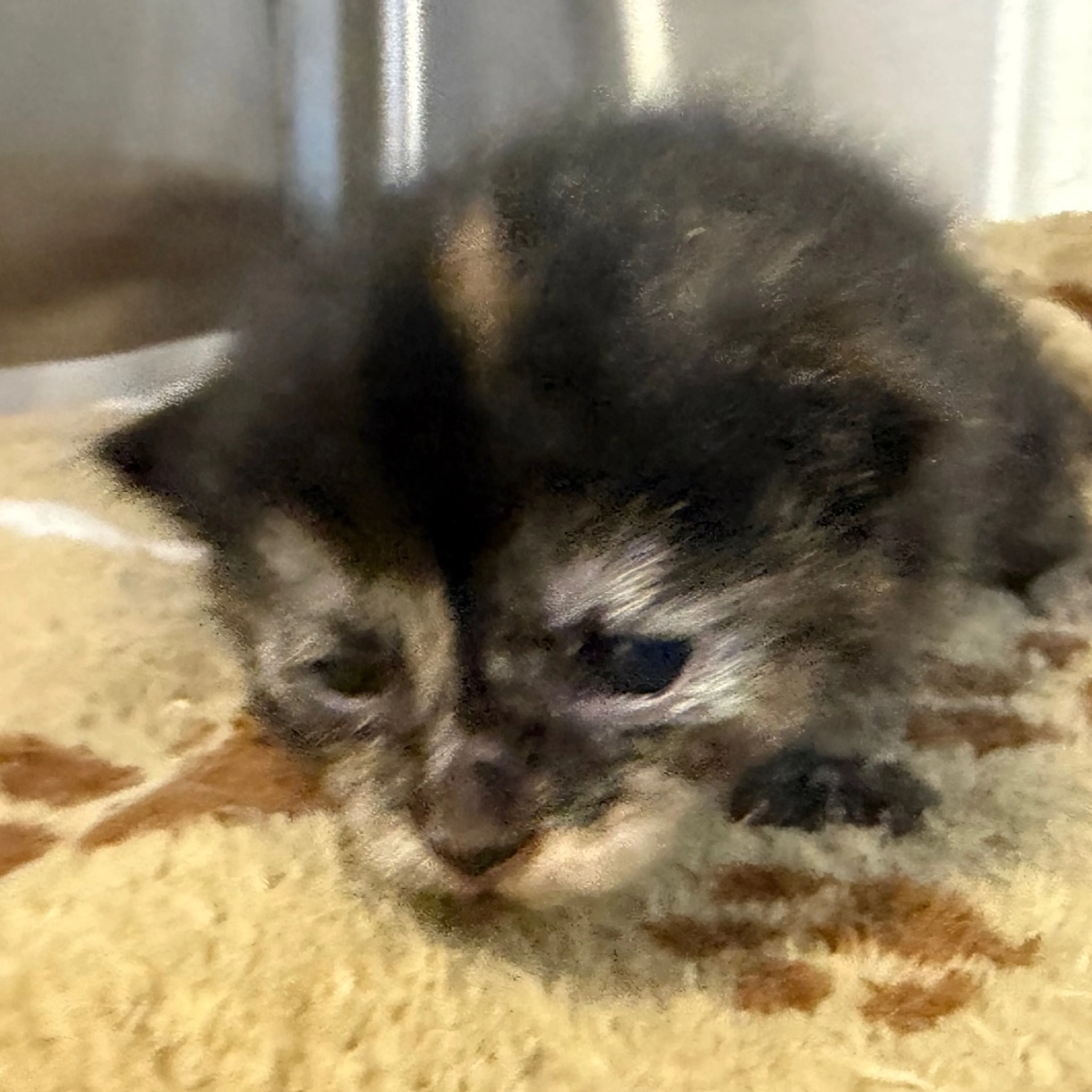 Found pet-3