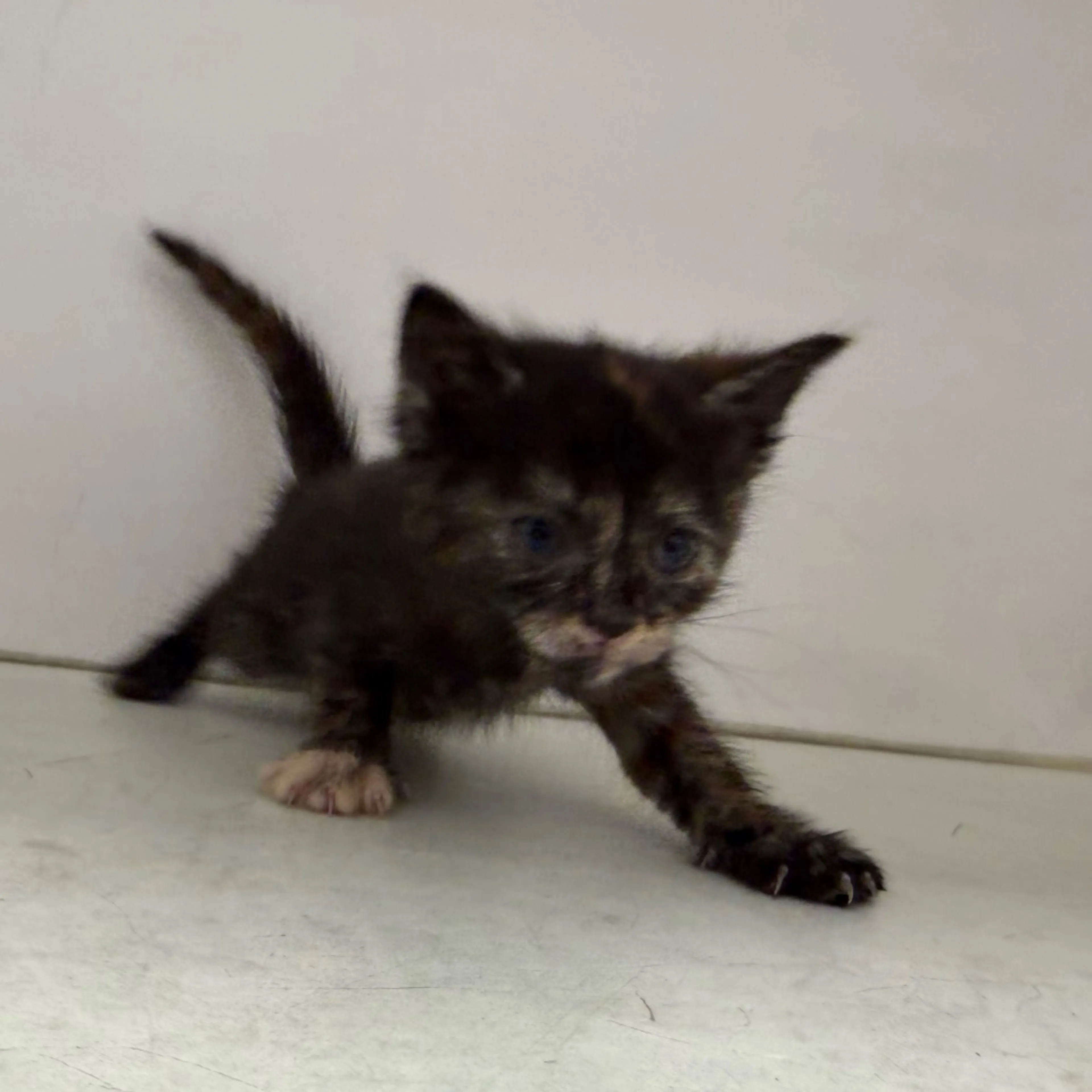Found pet-9