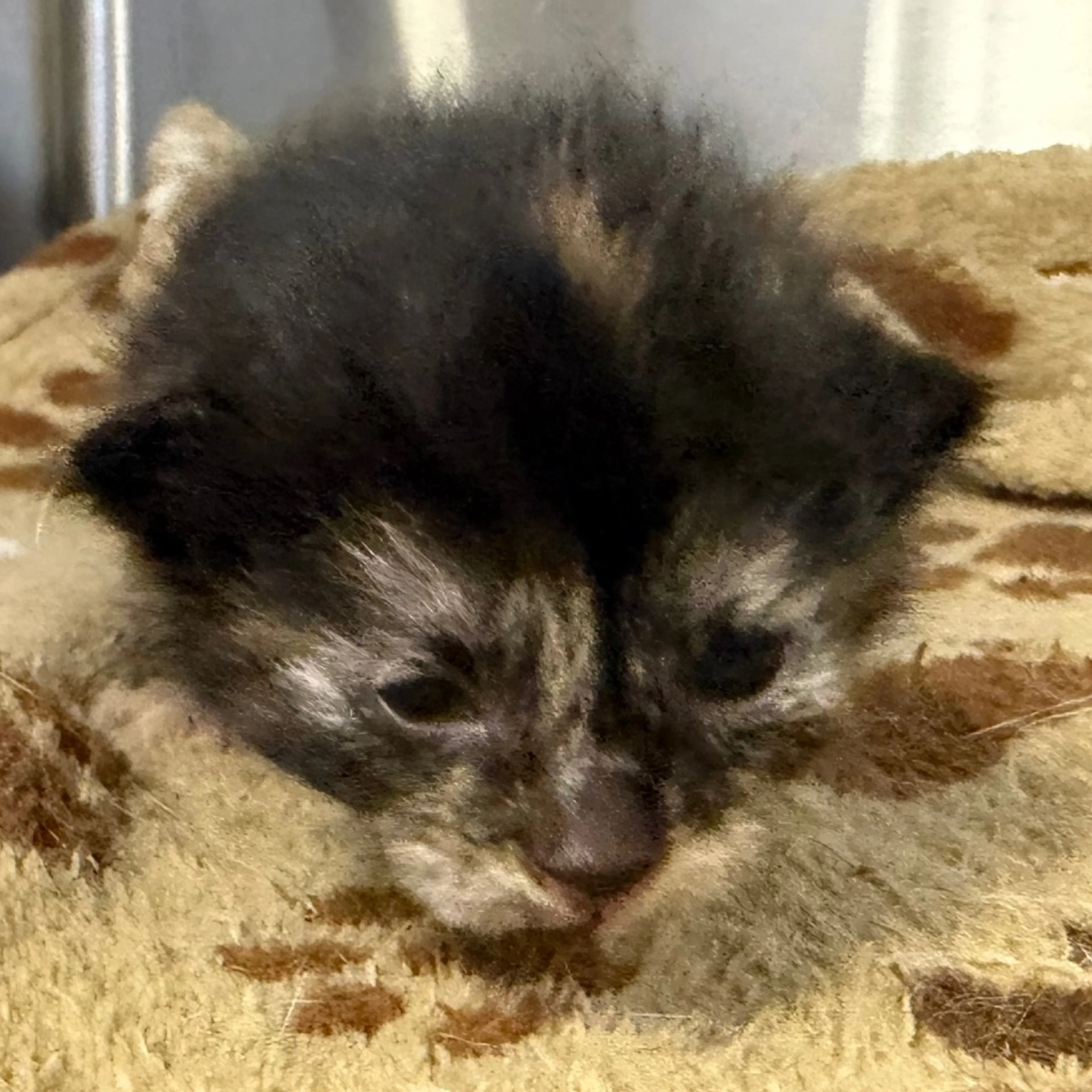 Found pet-2