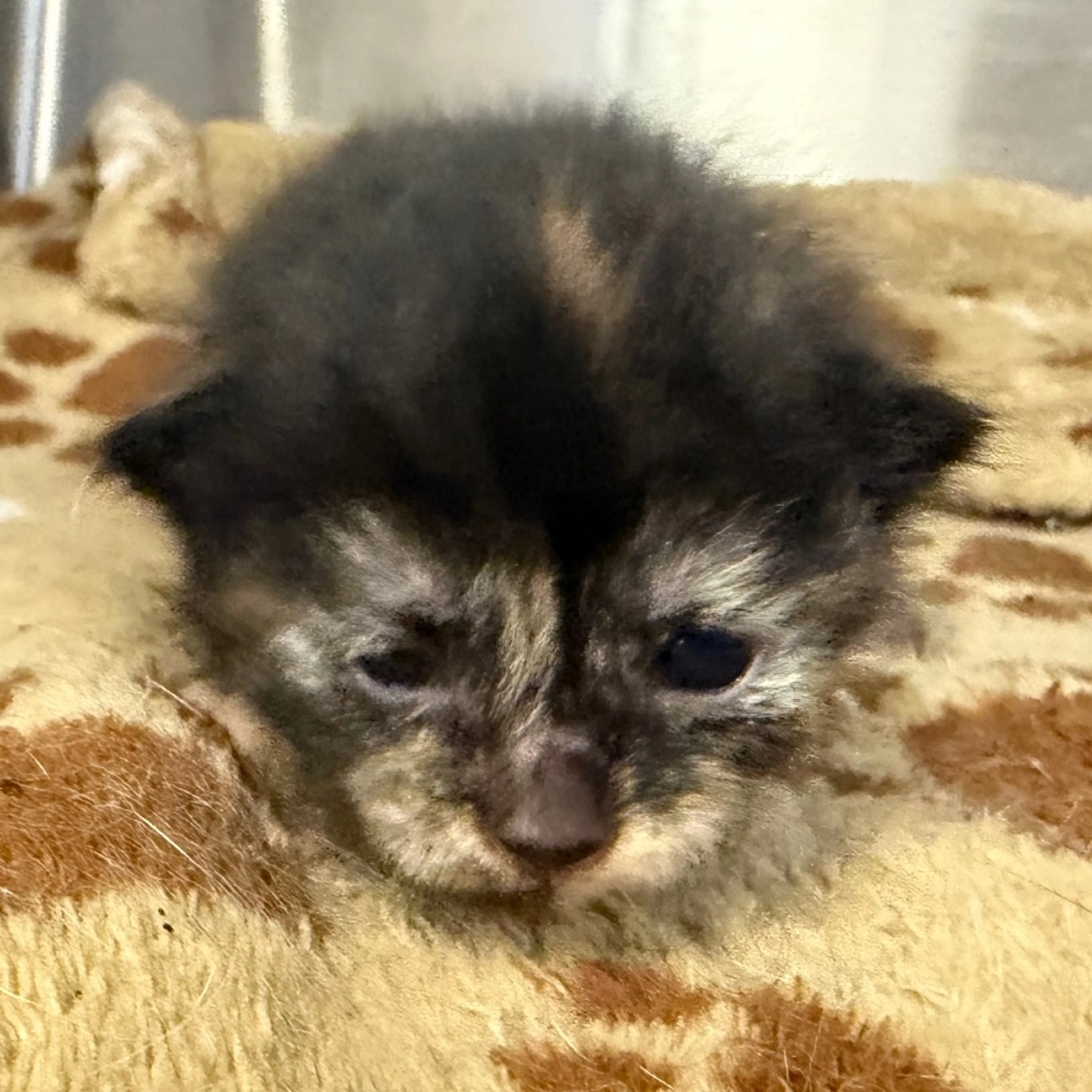 Found pet-1