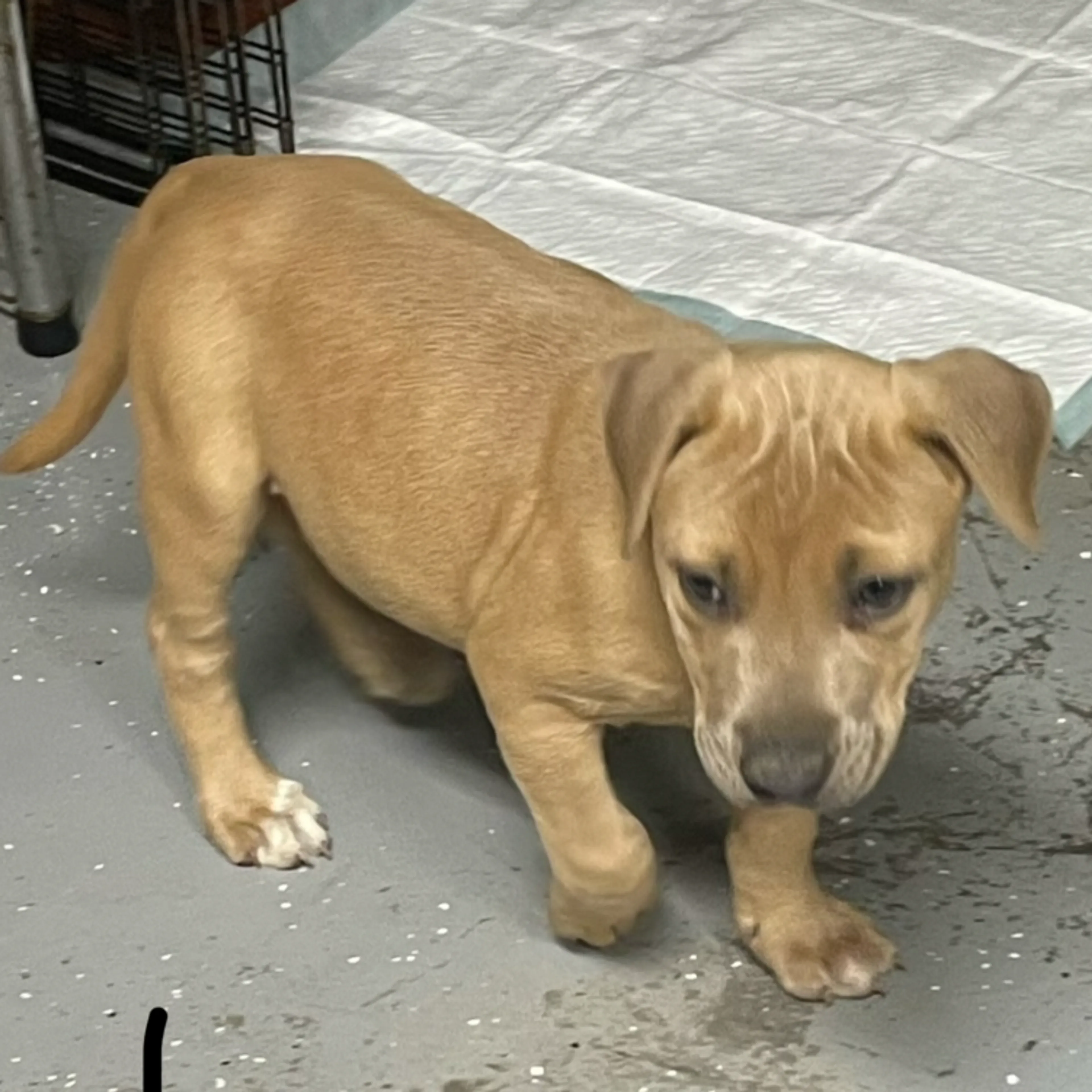 Found pet