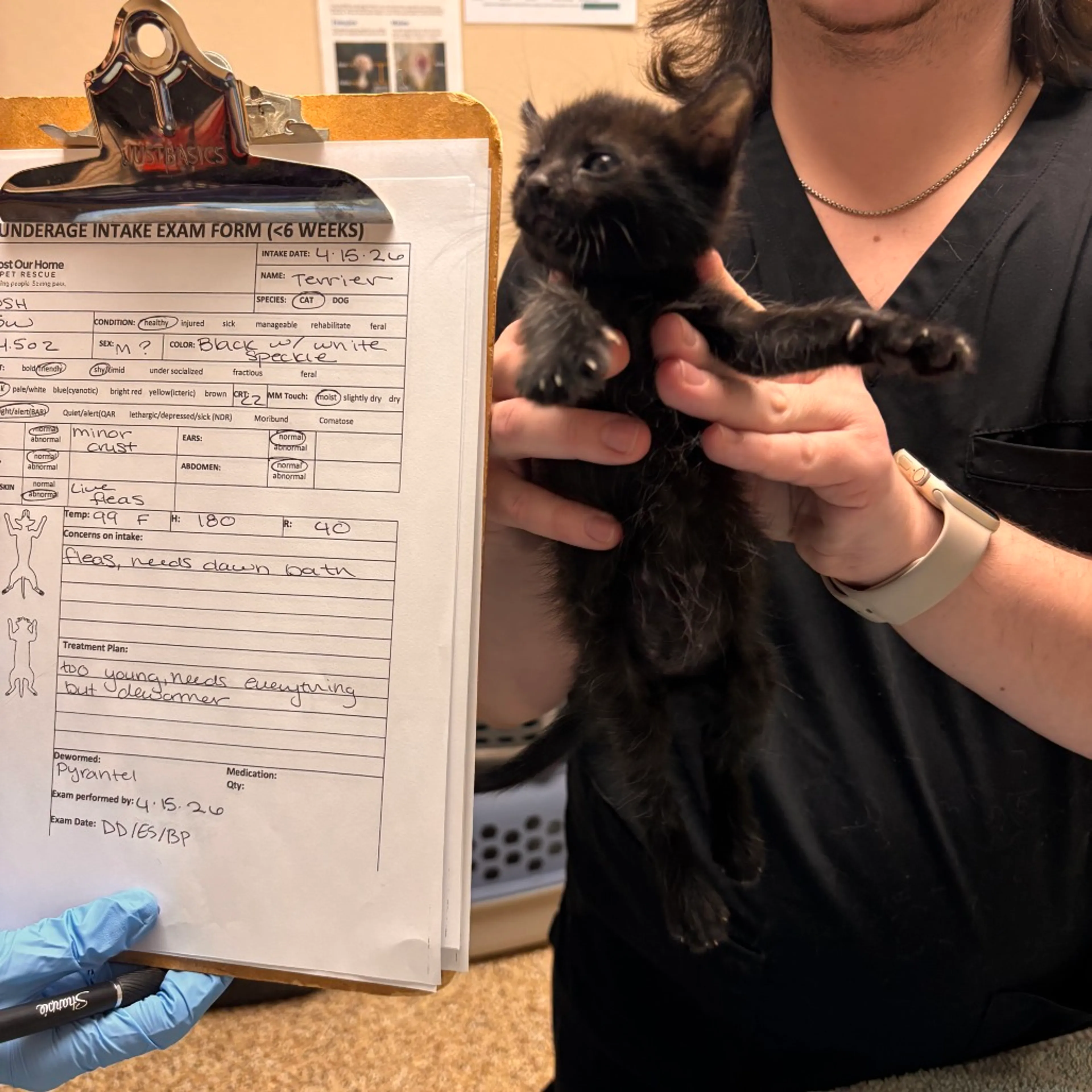Found pet