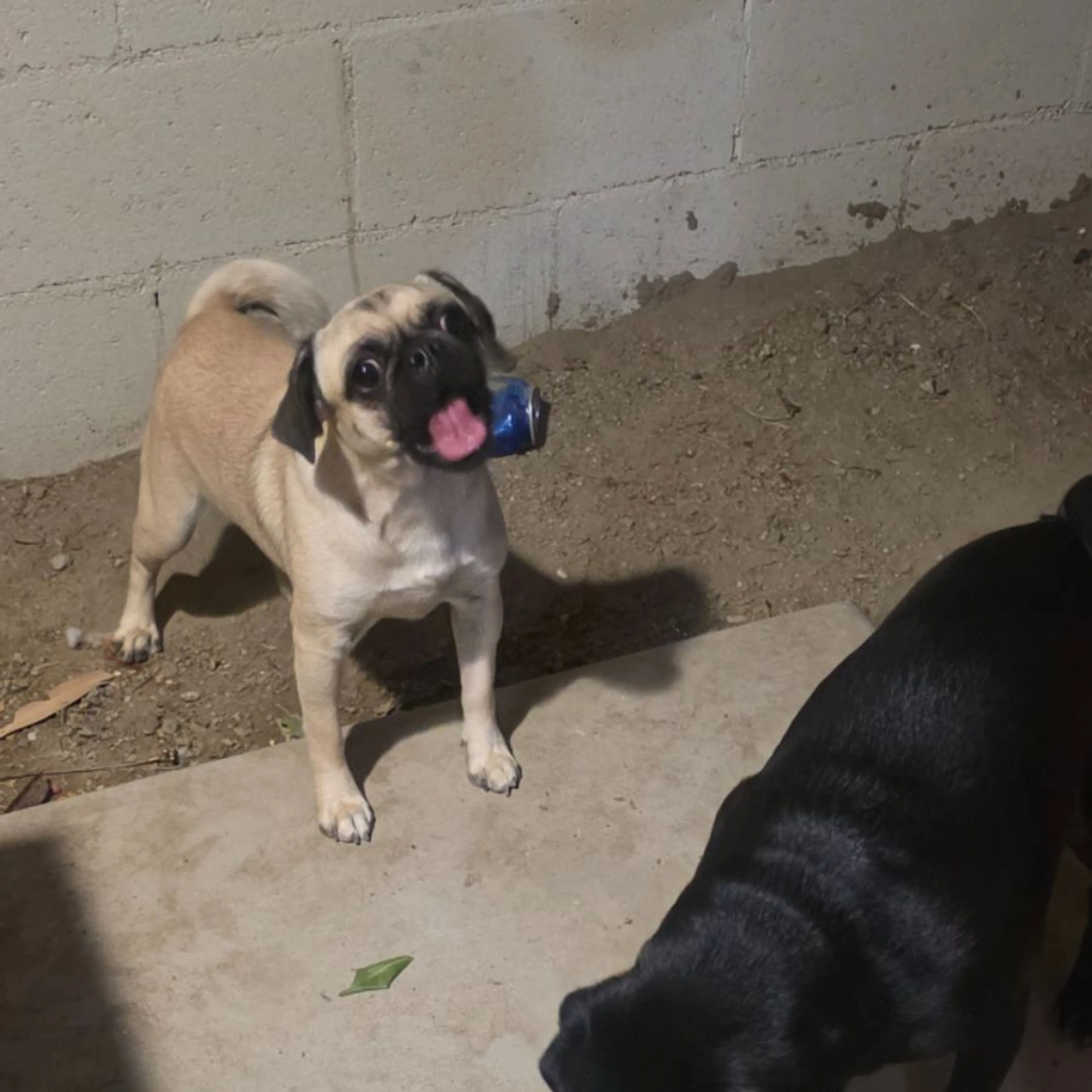 Lost pet
