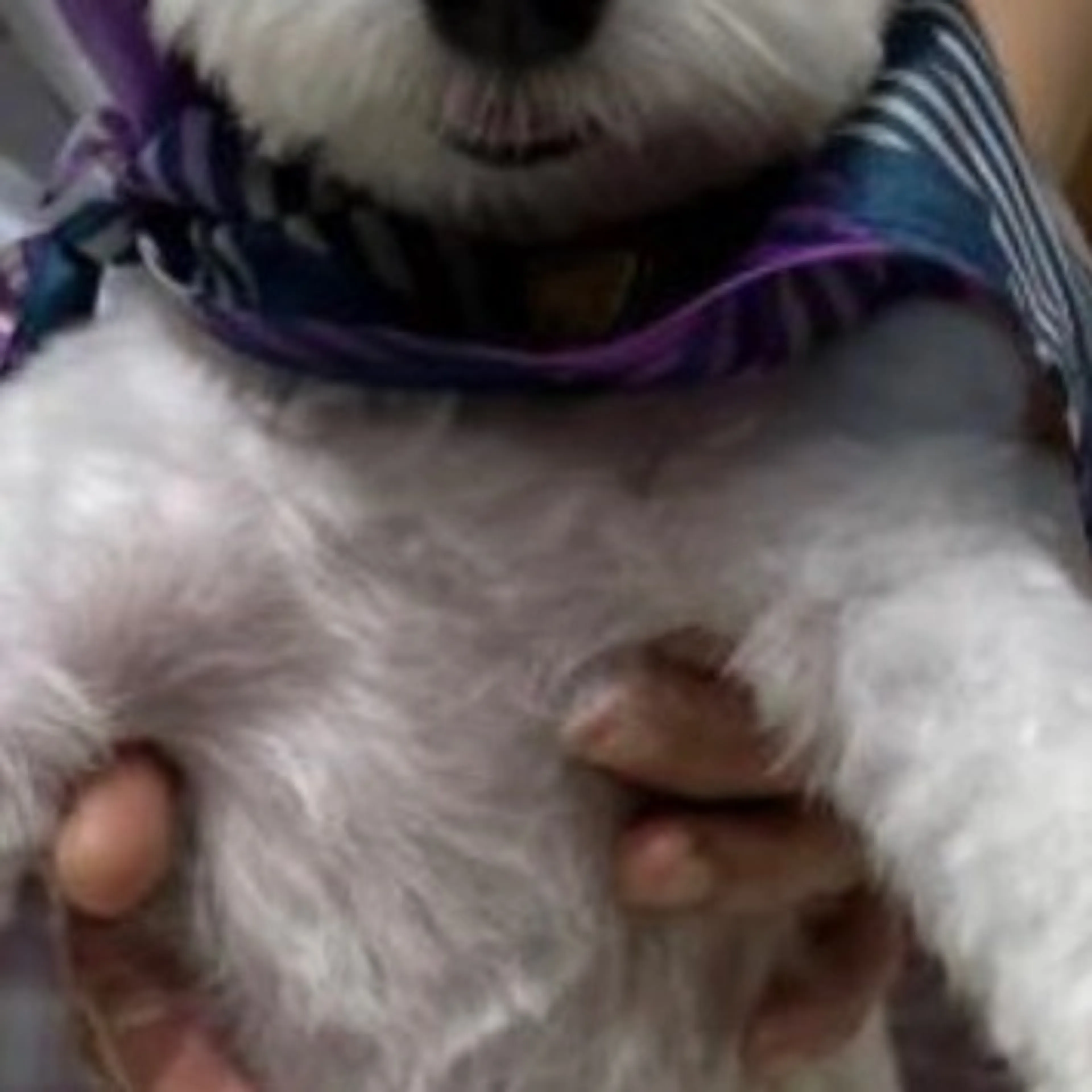 Lost pet