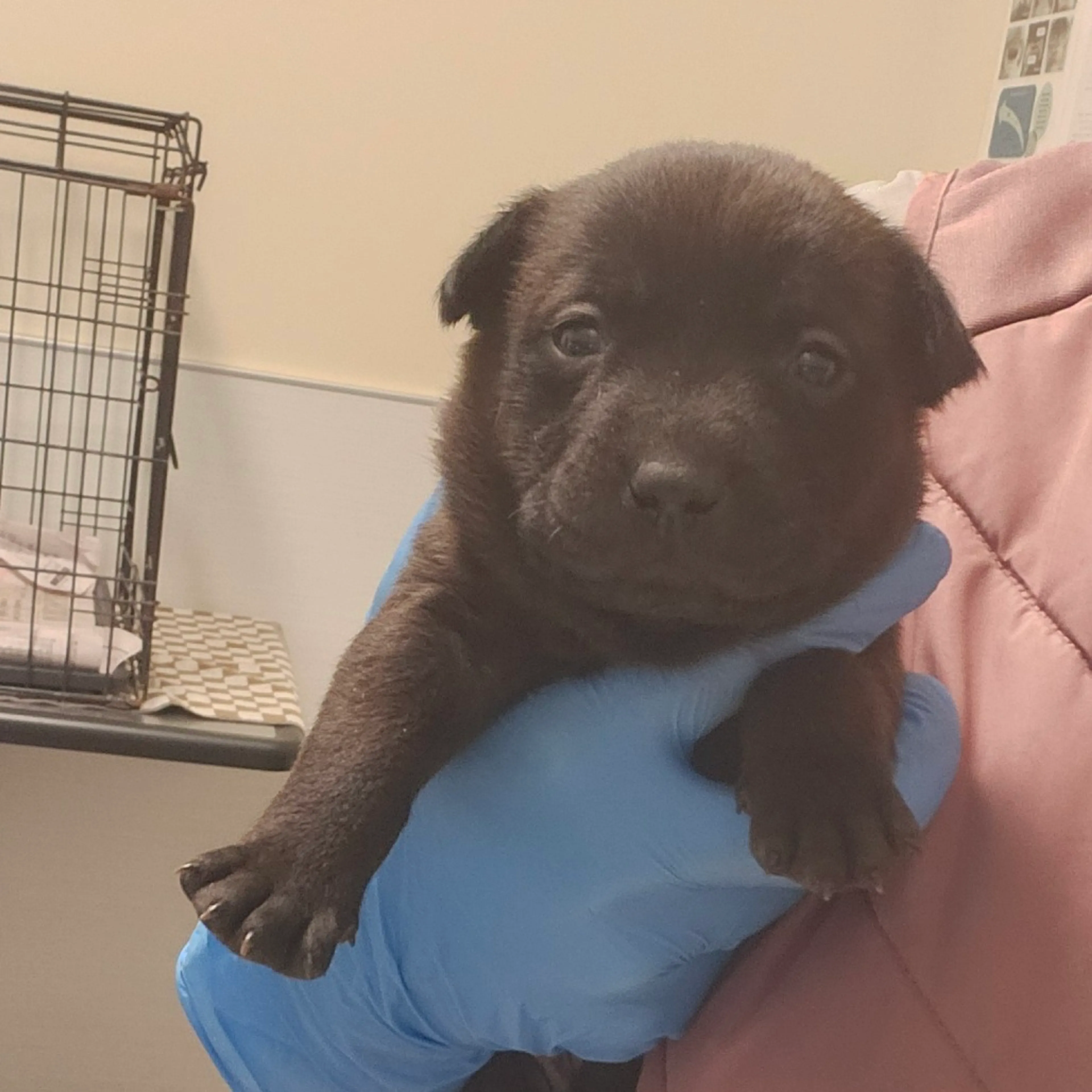 Found pet-1