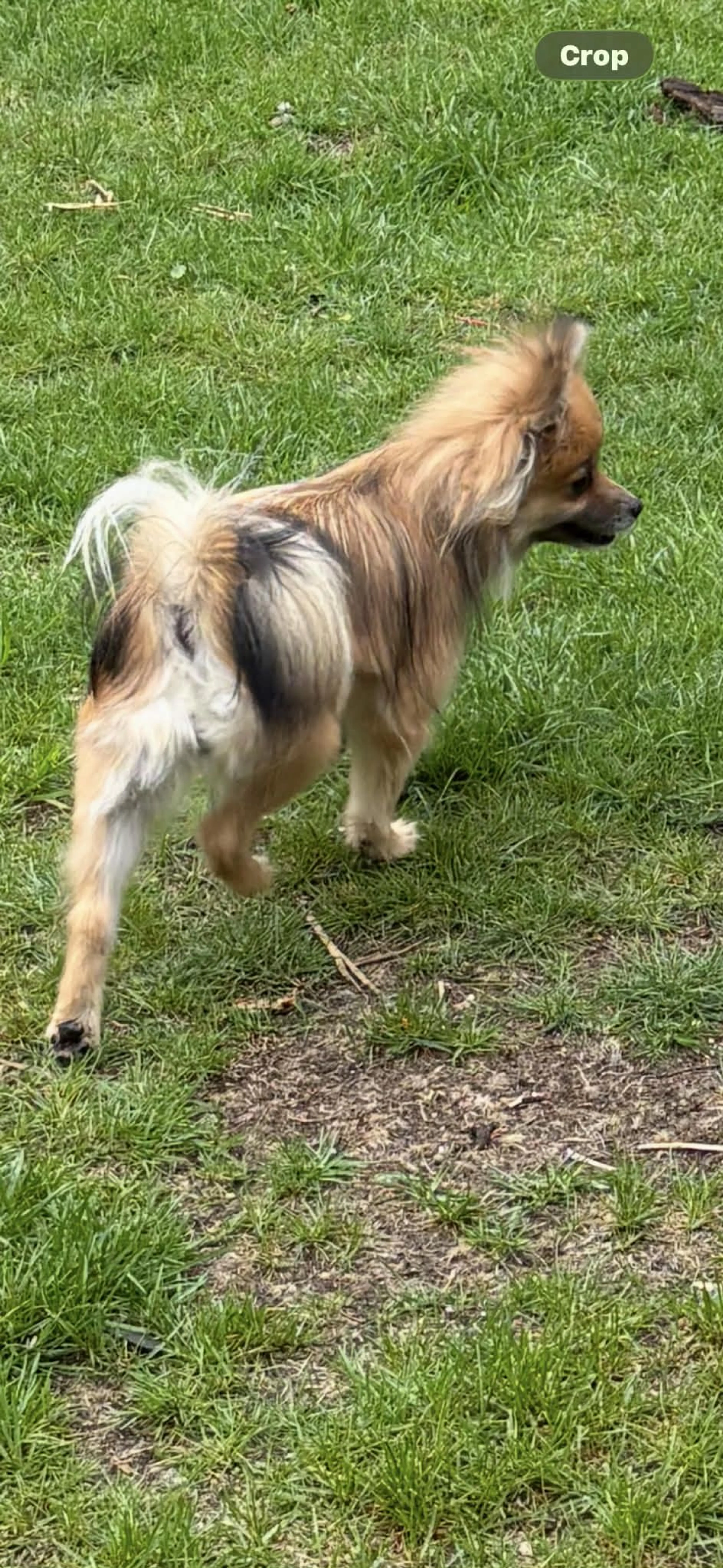 Lost pet