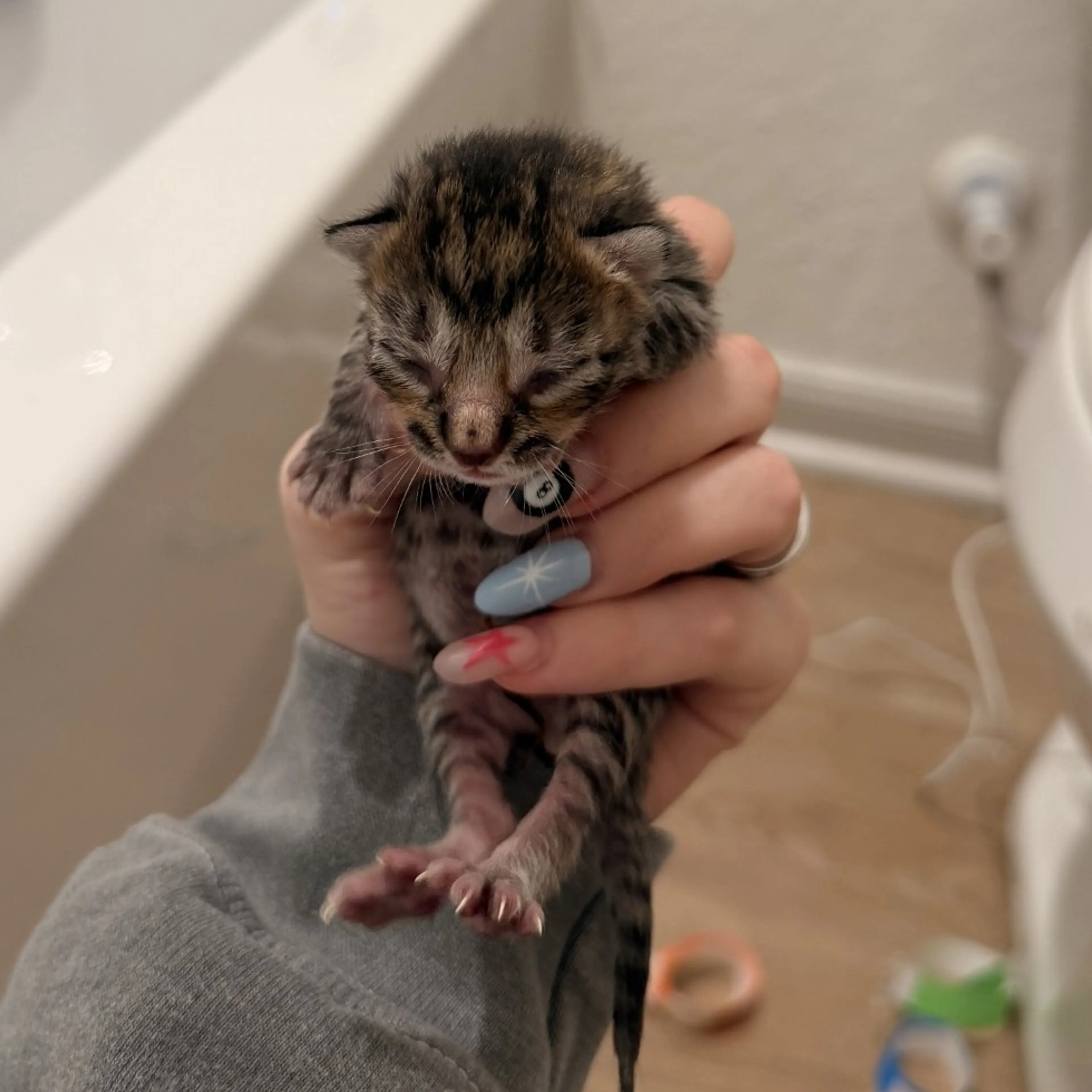 Found pet-2