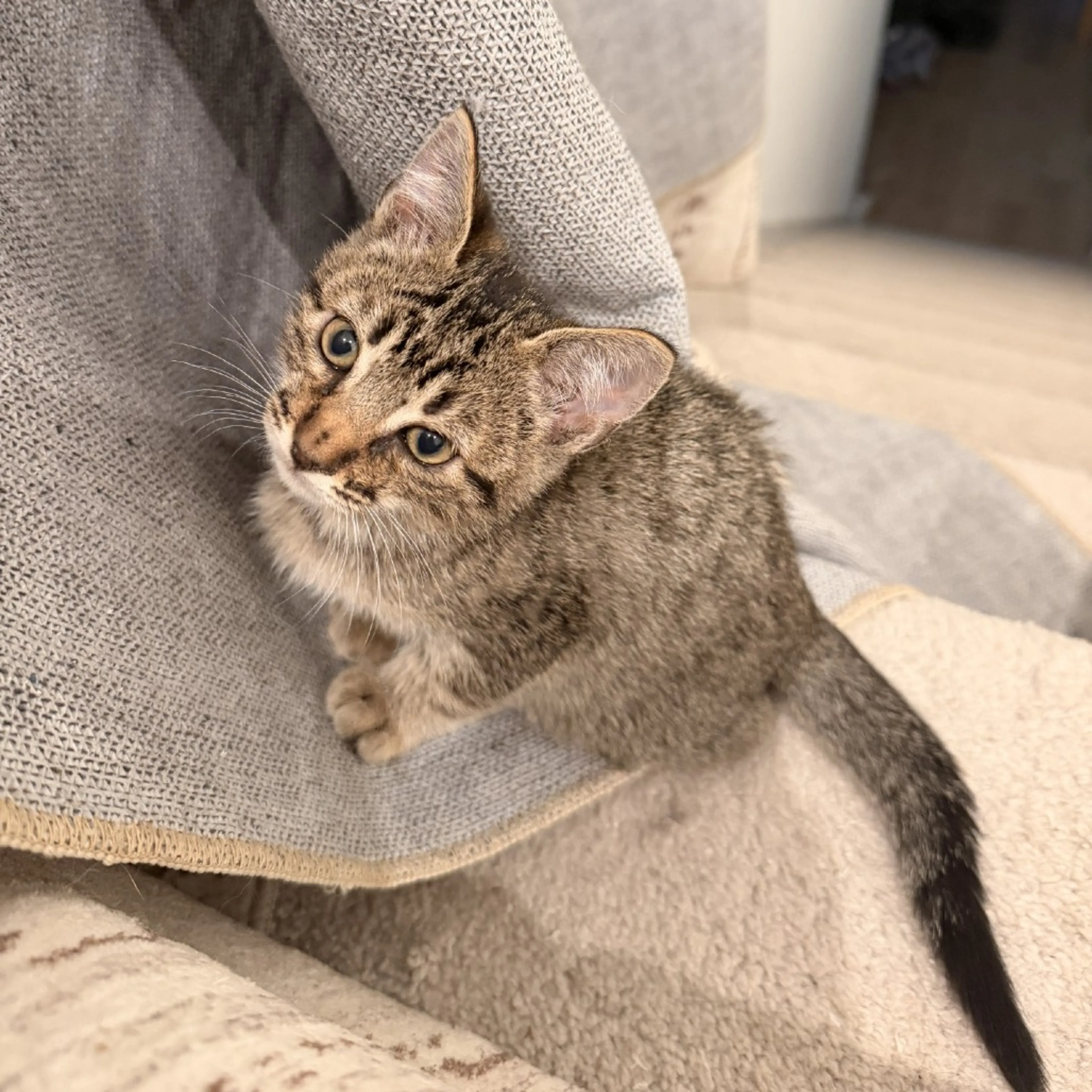 Found pet-0
