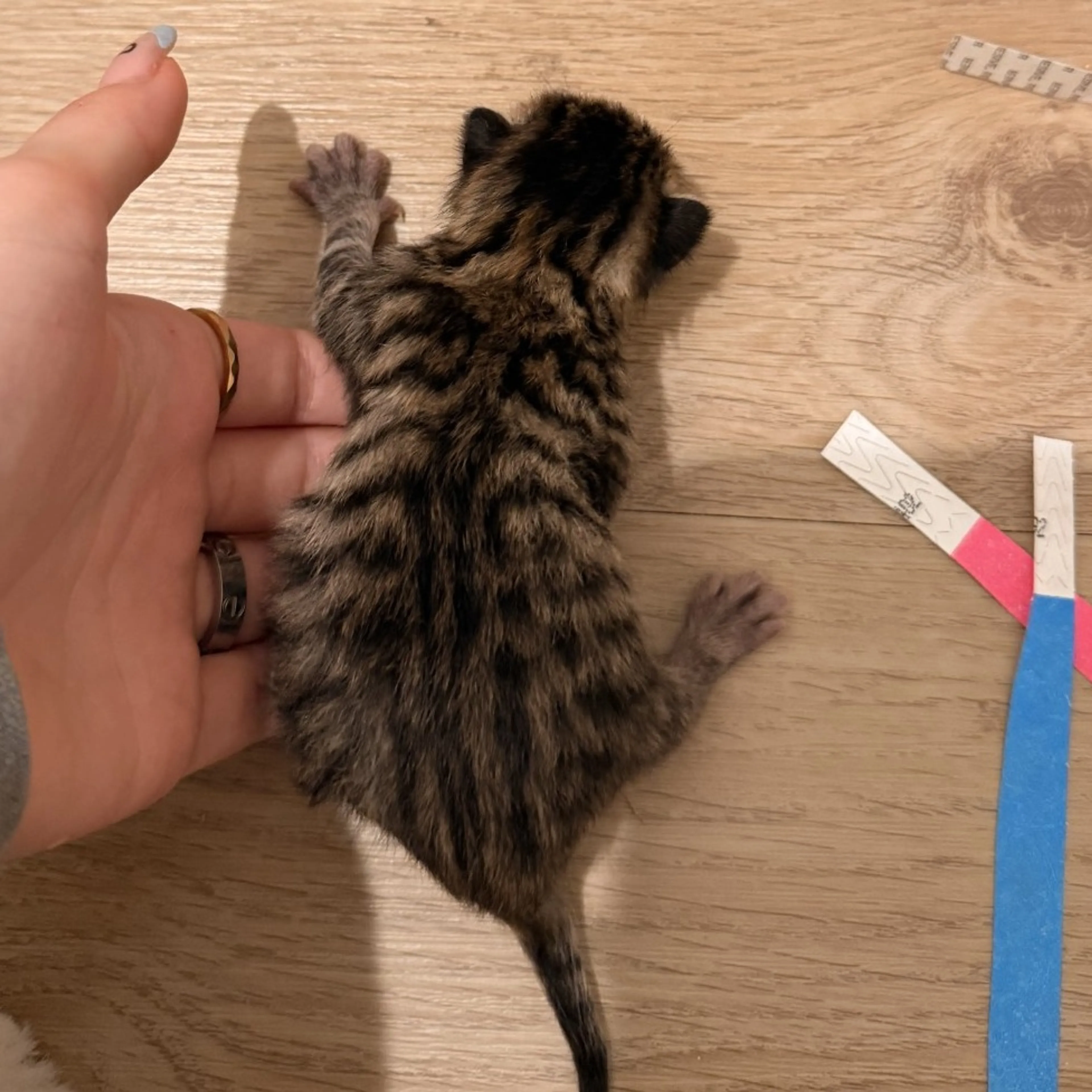Found pet-1
