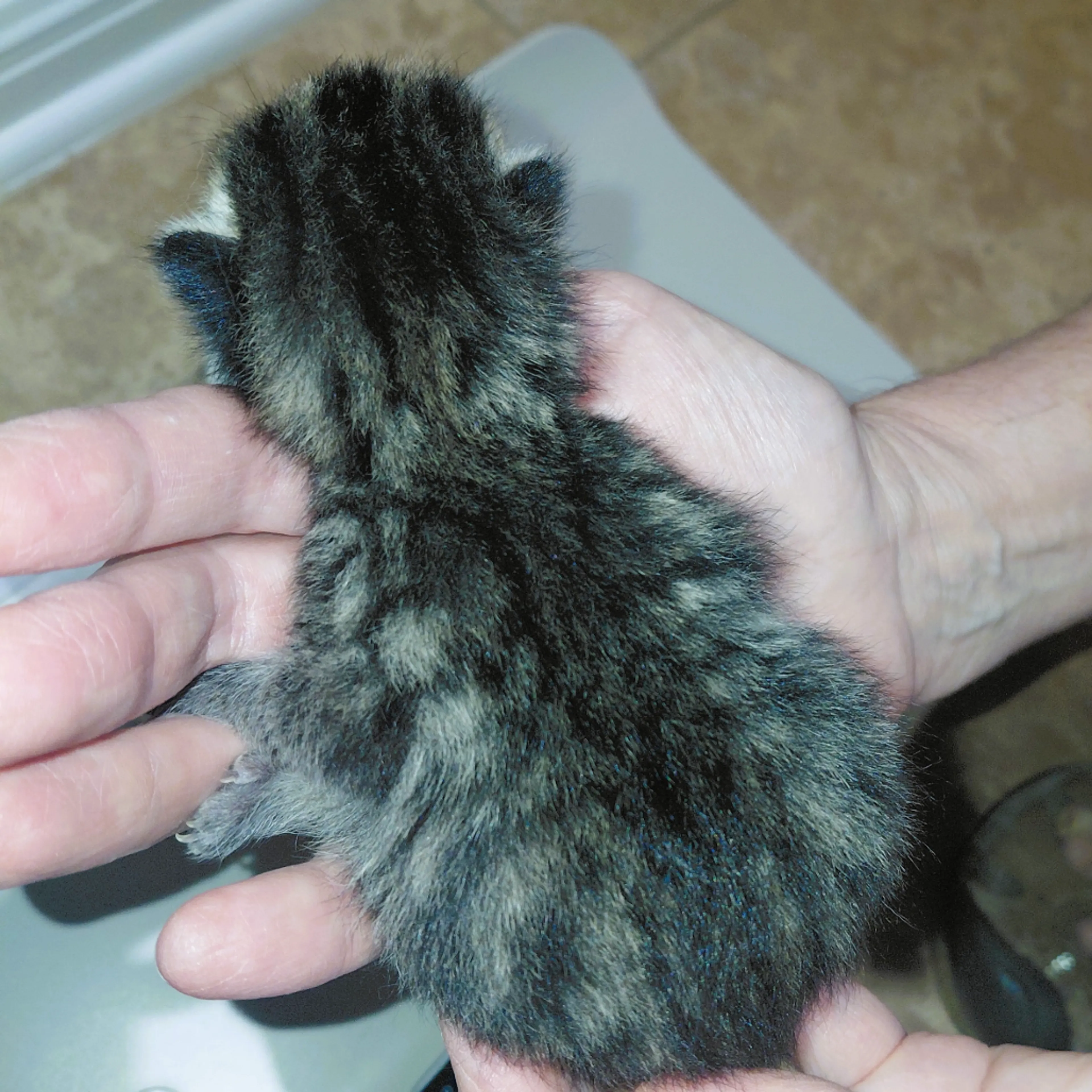Found pet-1