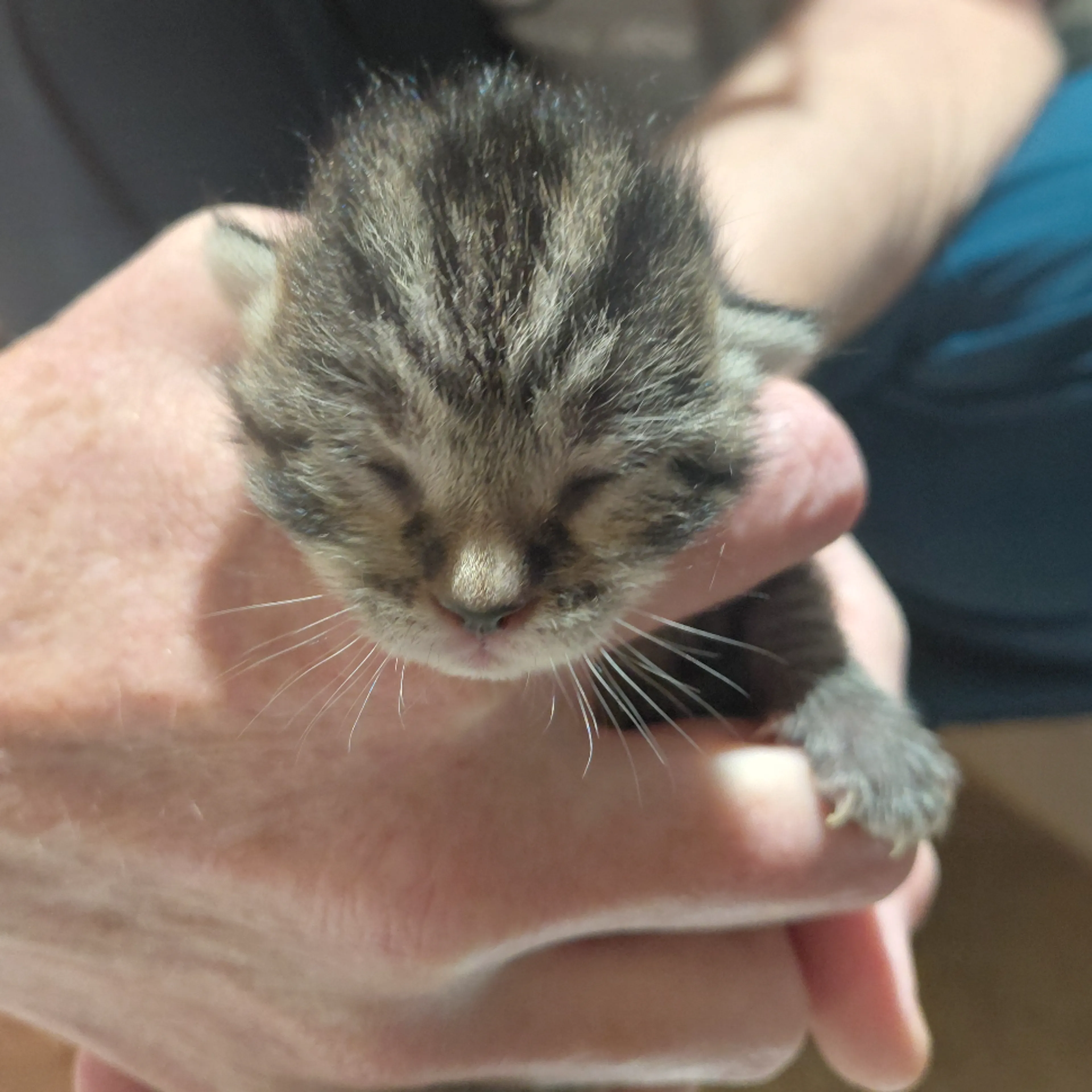 Found pet-0