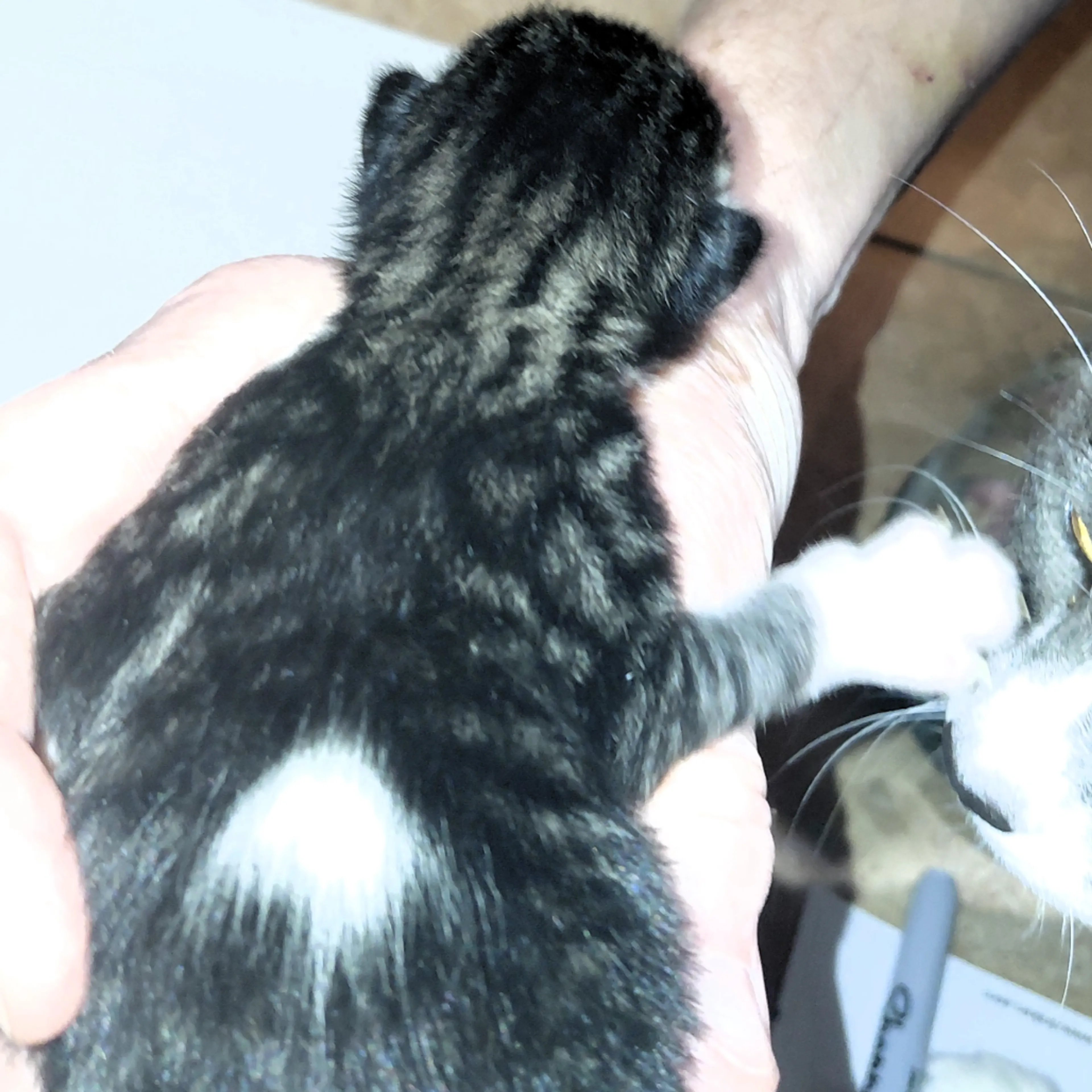 Found pet-1