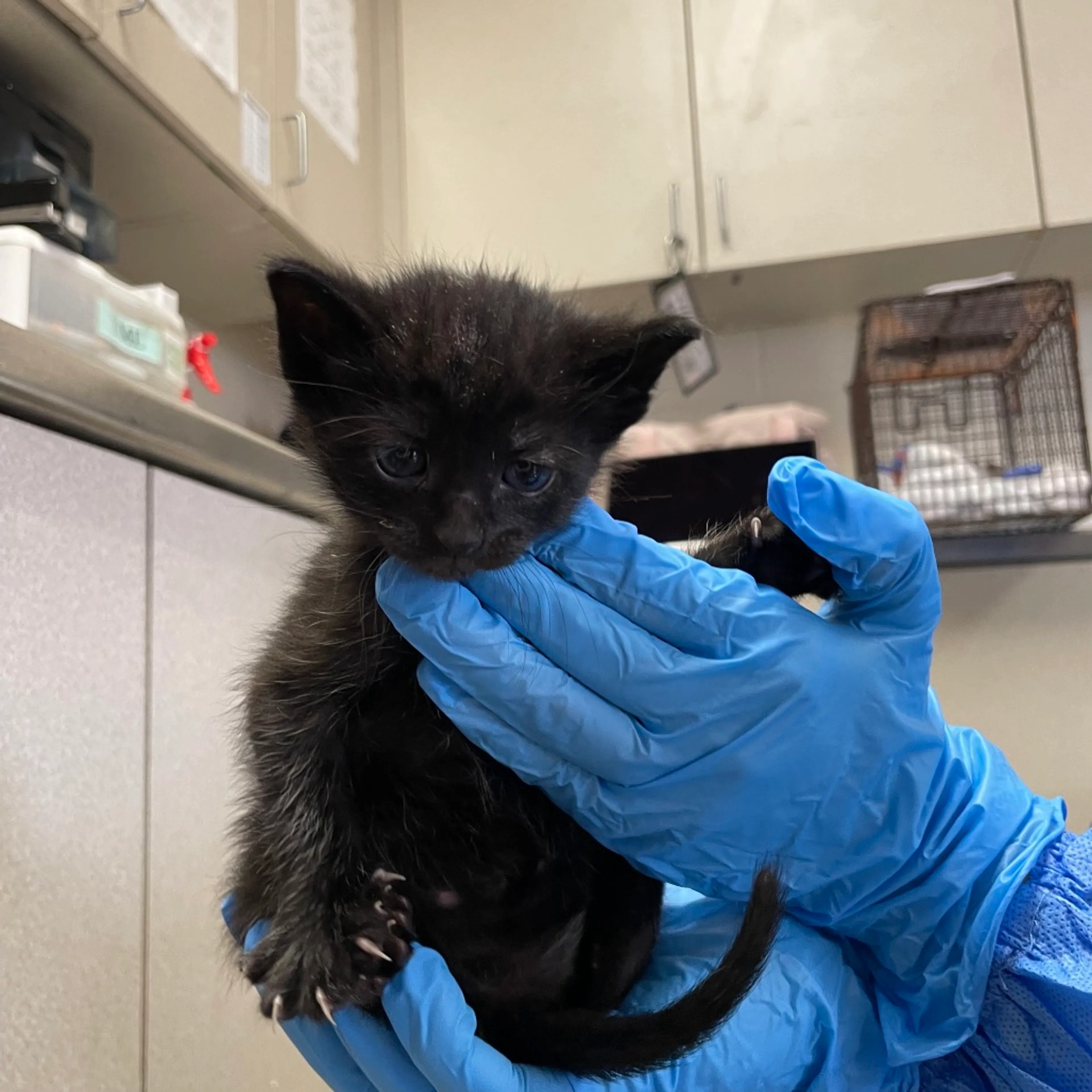 Found pet