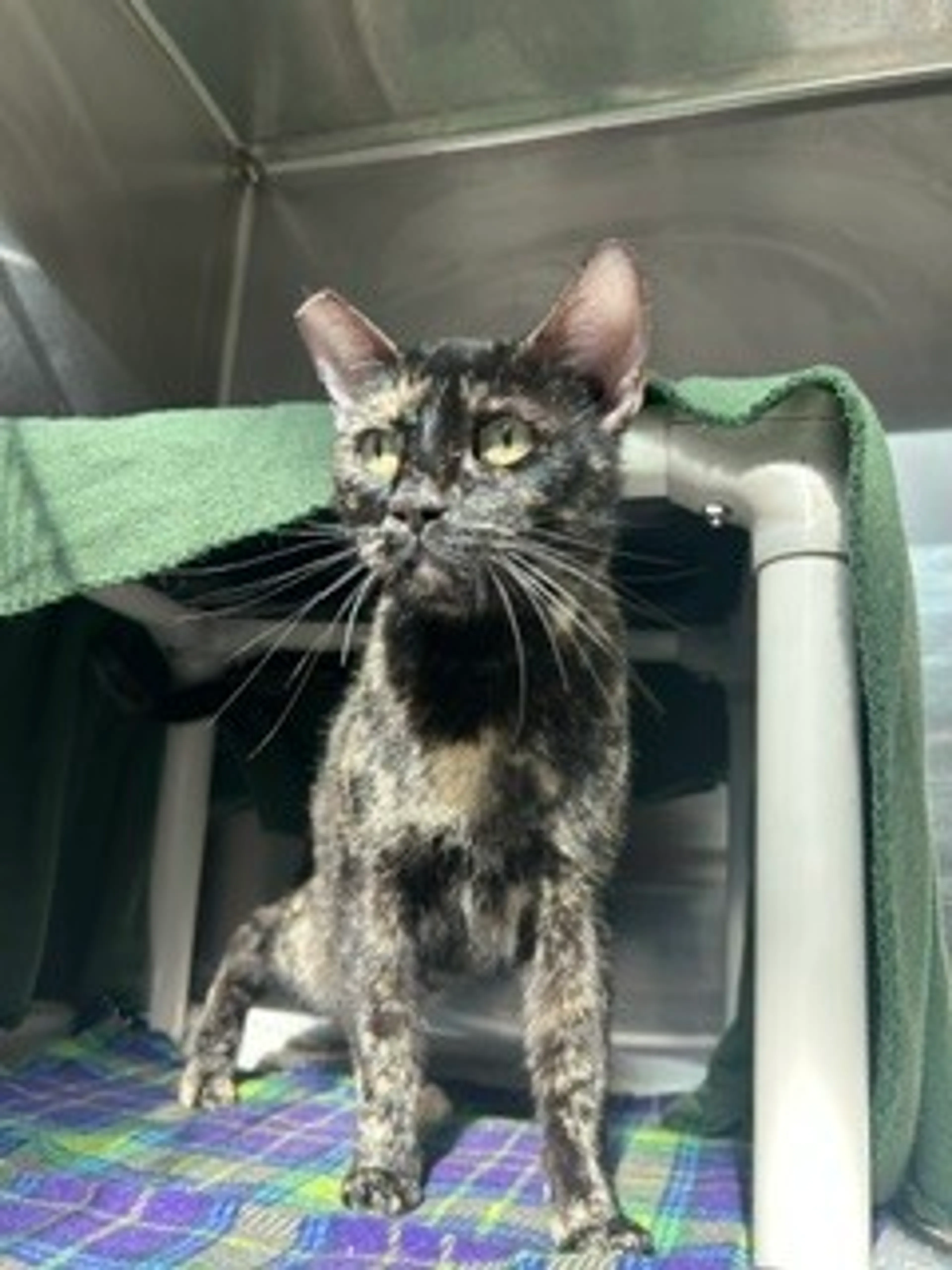 Found pet