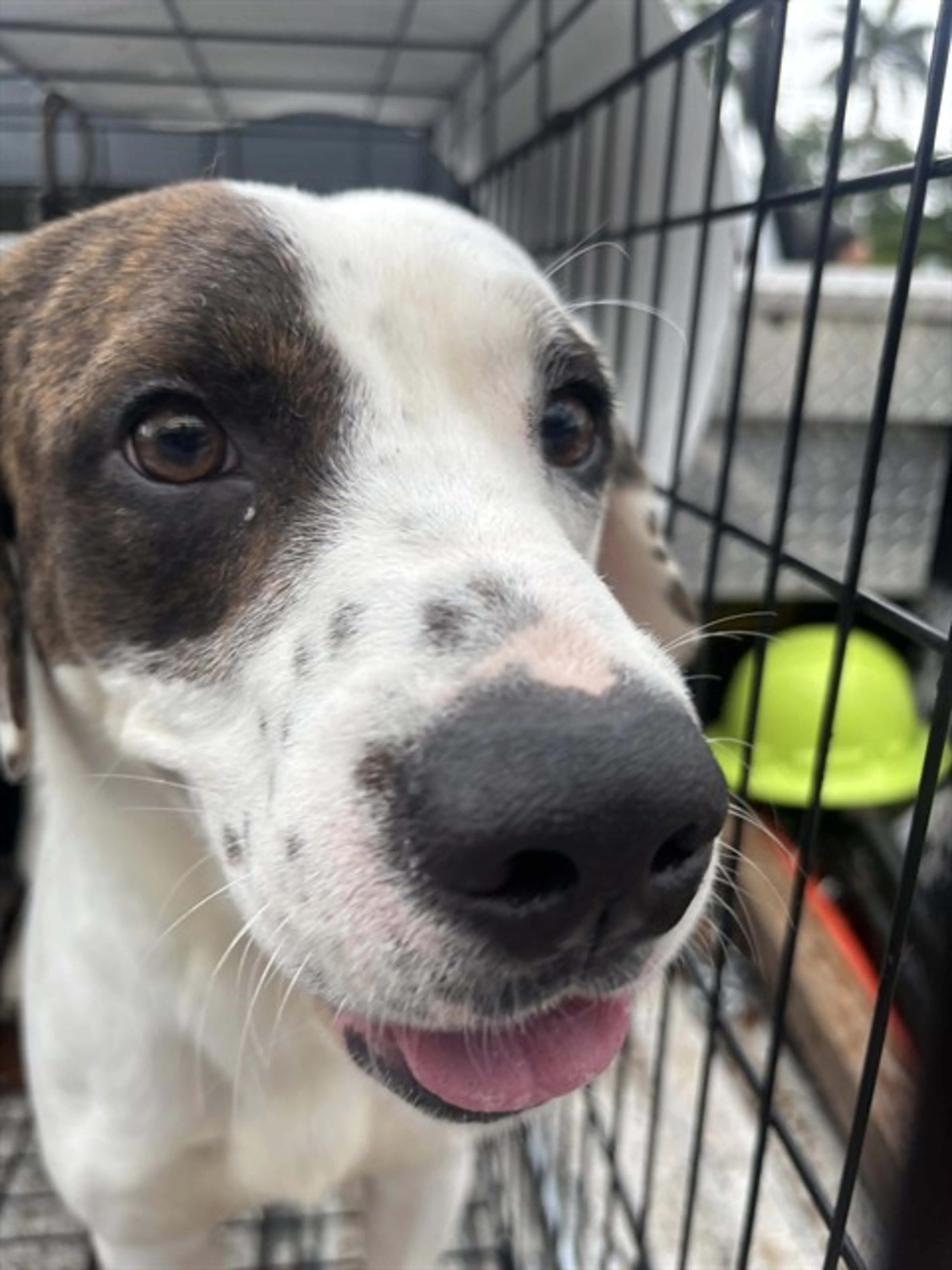Found pet